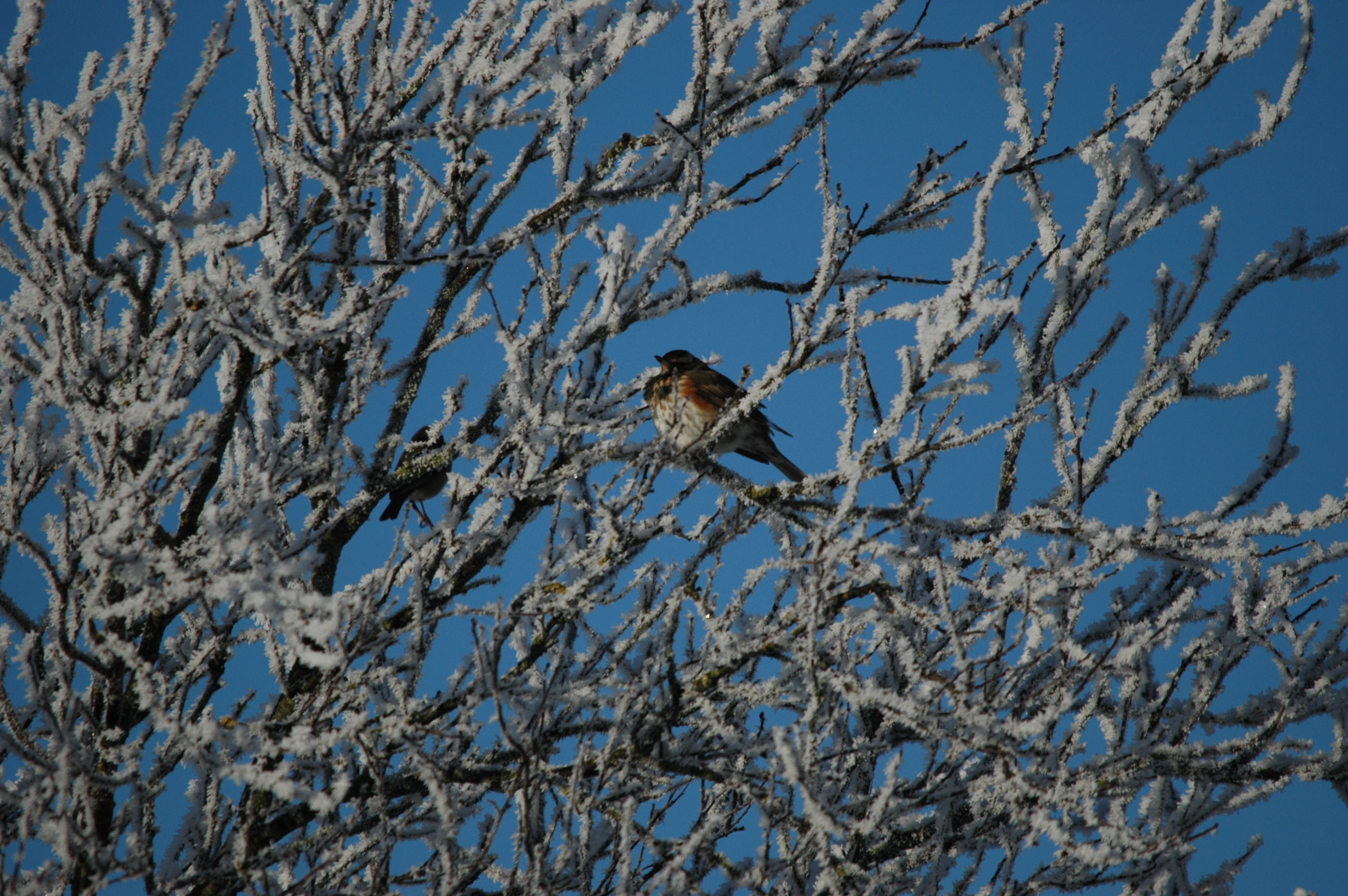photos/wildlife/Bird_Species/146-Thrushes/6138-Redwing/DSC_4428.JPG