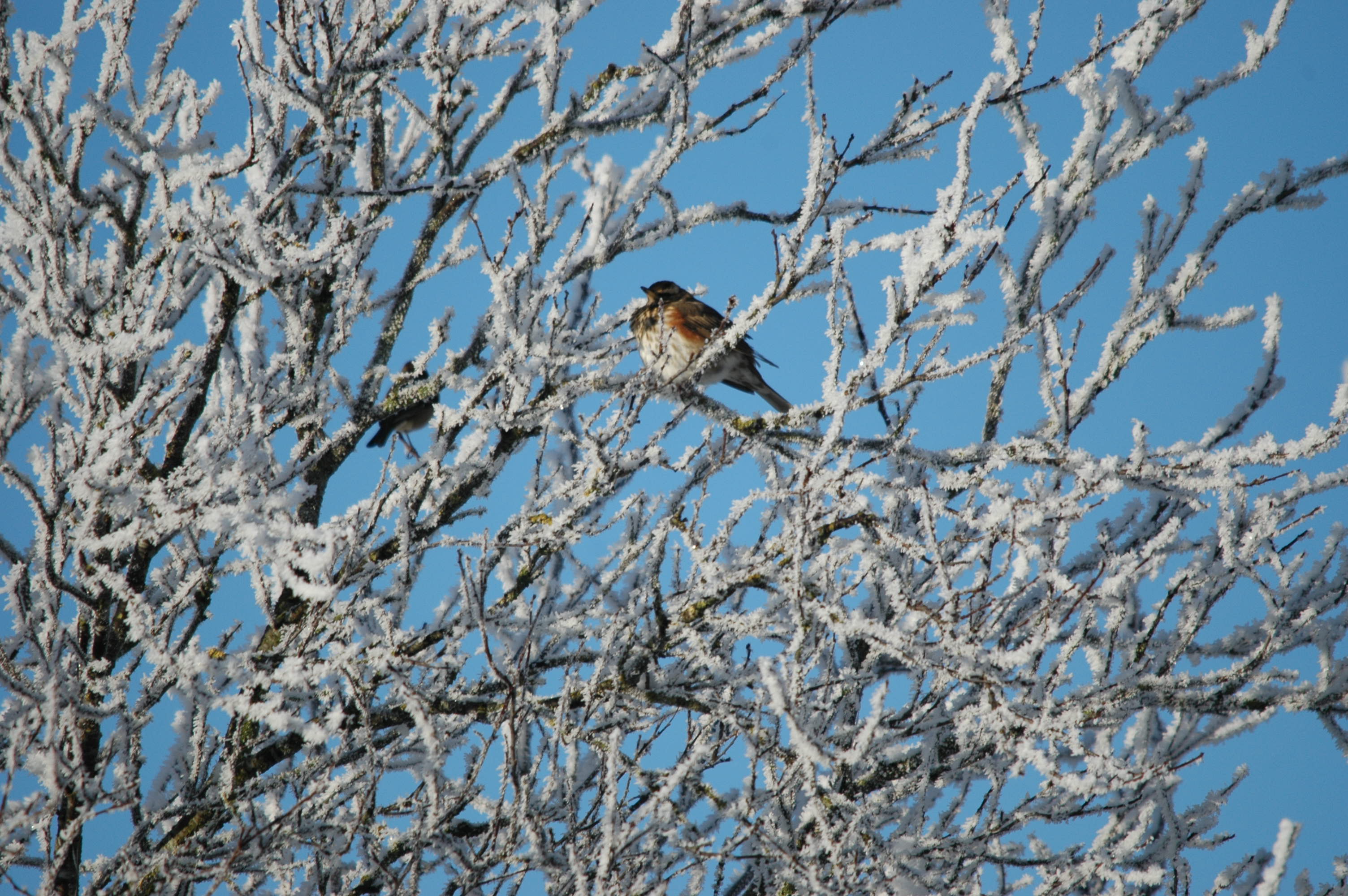 photos/wildlife/Bird_Species/146-Thrushes/6138-Redwing/DSC_4429.JPG