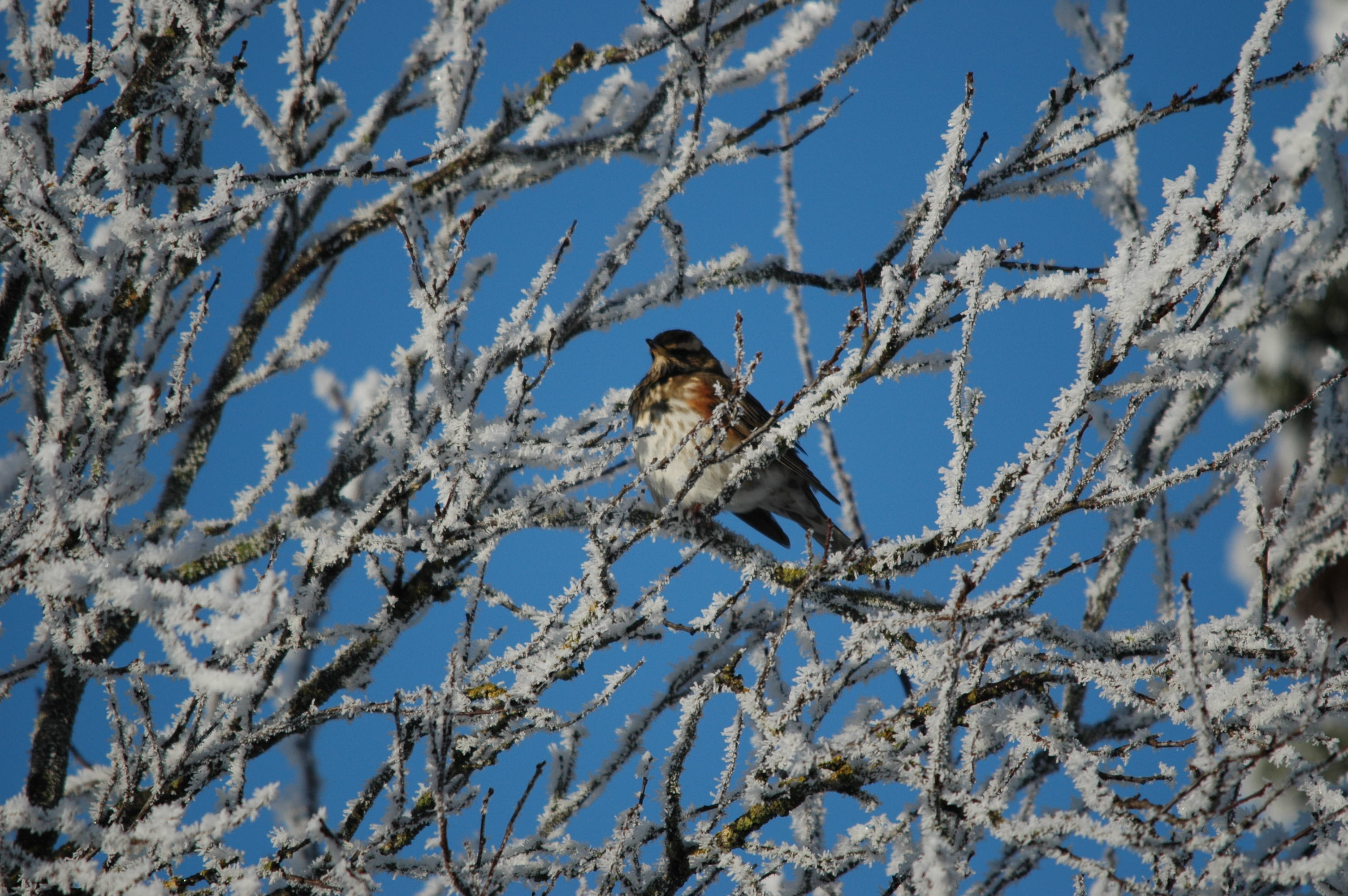 photos/wildlife/Bird_Species/146-Thrushes/6138-Redwing/DSC_4430.JPG