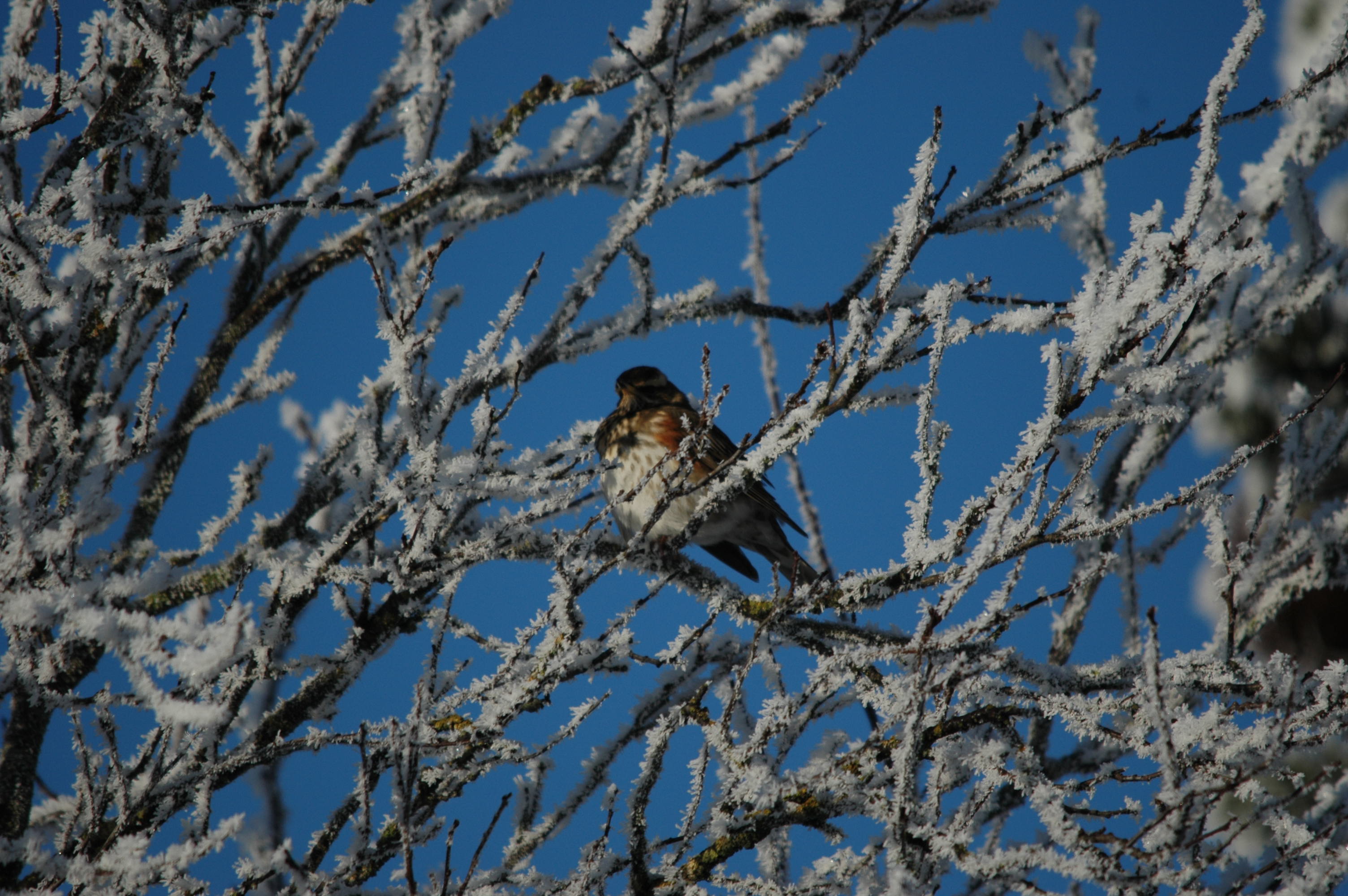 photos/wildlife/Bird_Species/146-Thrushes/6138-Redwing/DSC_4431.JPG