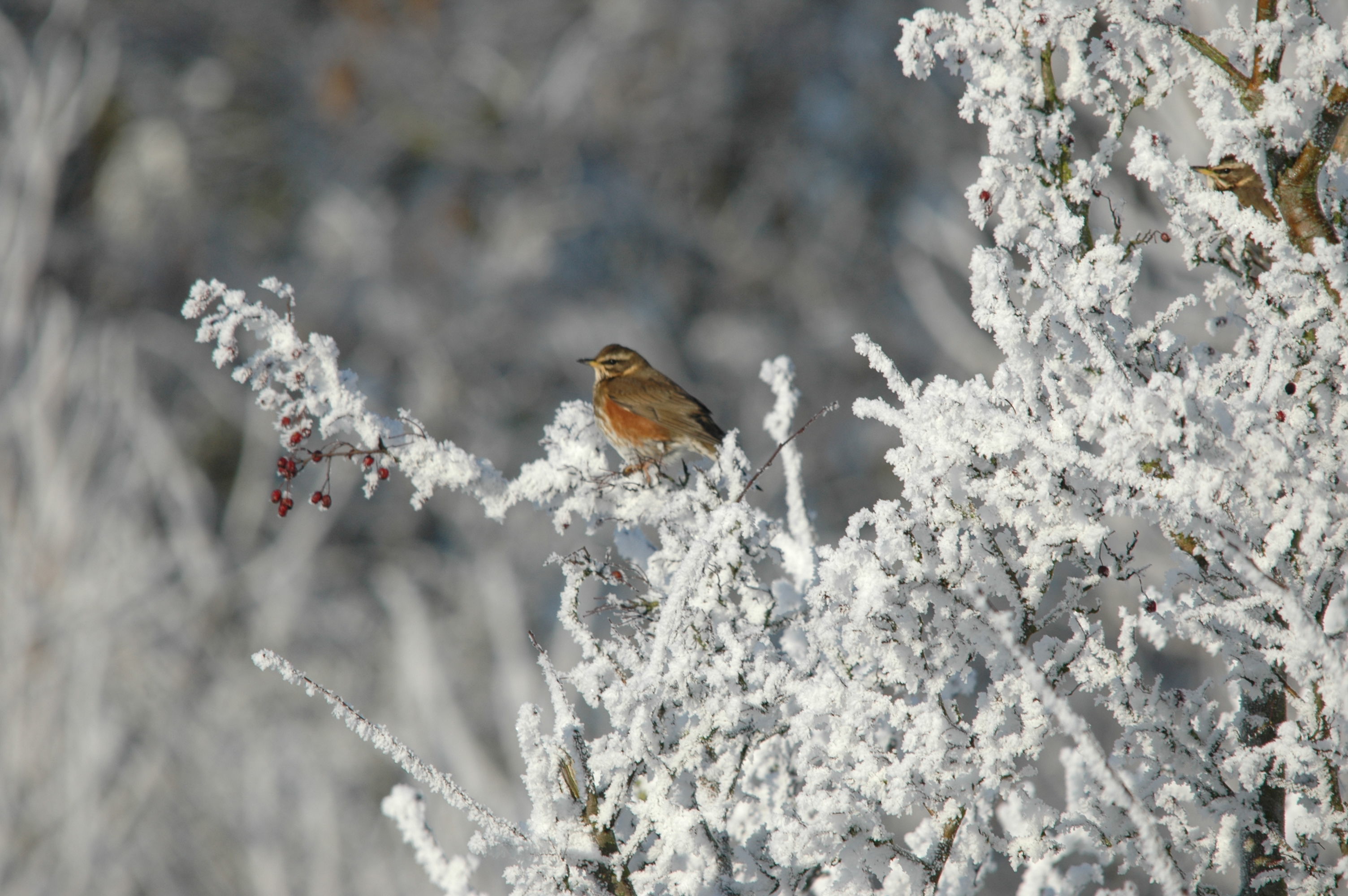 photos/wildlife/Bird_Species/146-Thrushes/6138-Redwing/DSC_4438.JPG