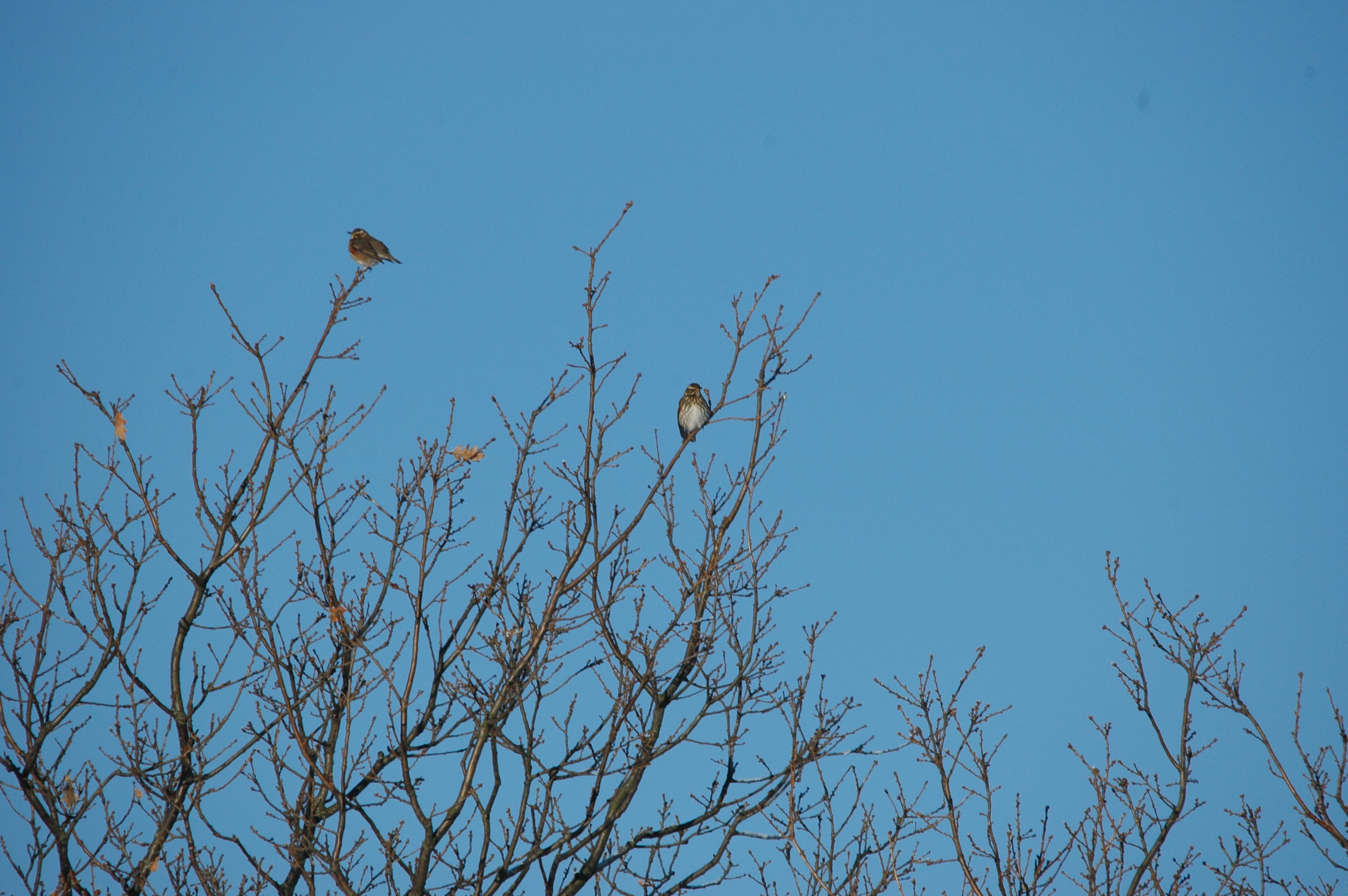photos/wildlife/Bird_Species/146-Thrushes/6138-Redwing/DSC_4439.JPG