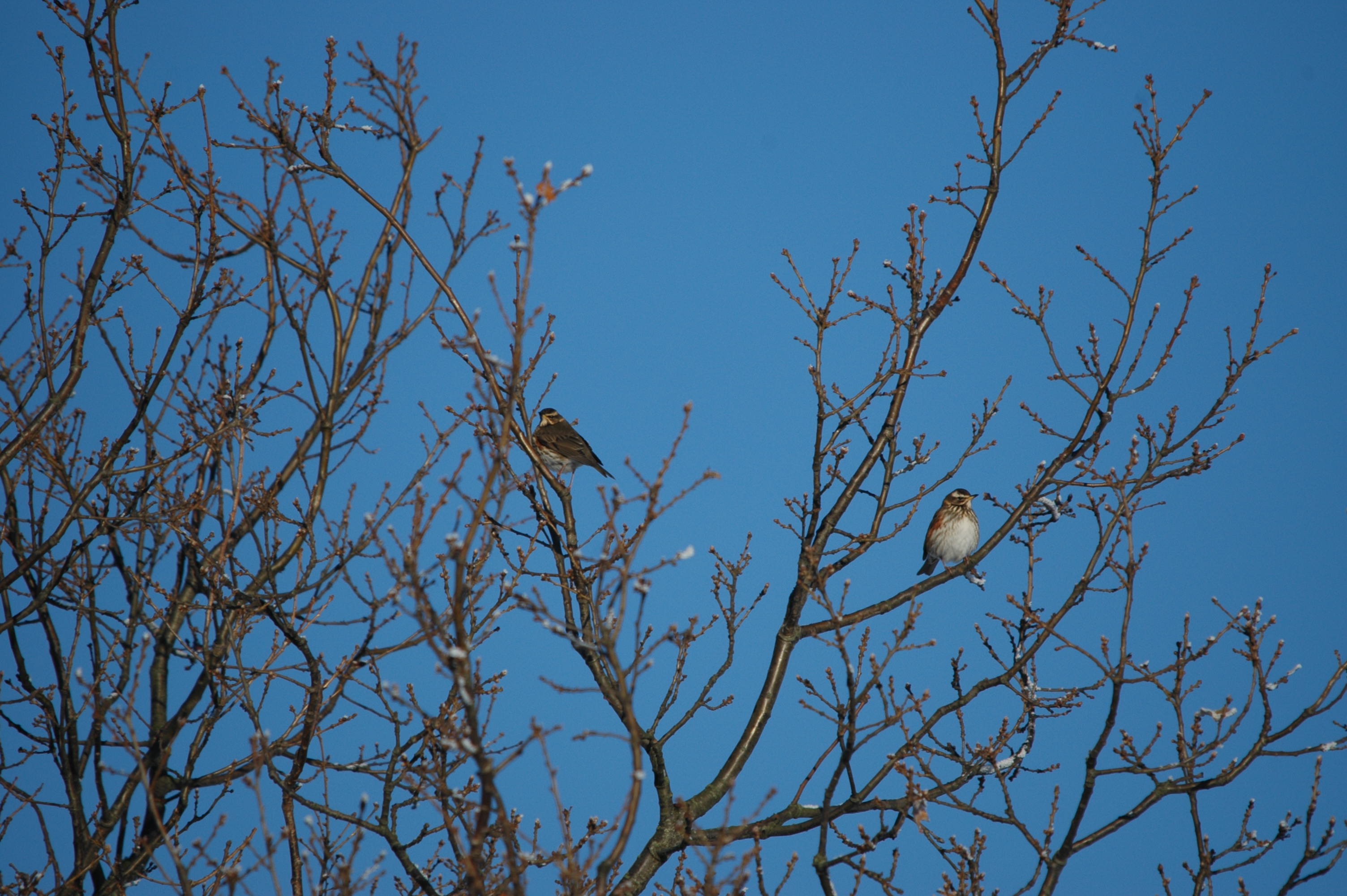 photos/wildlife/Bird_Species/146-Thrushes/6138-Redwing/DSC_4440.JPG