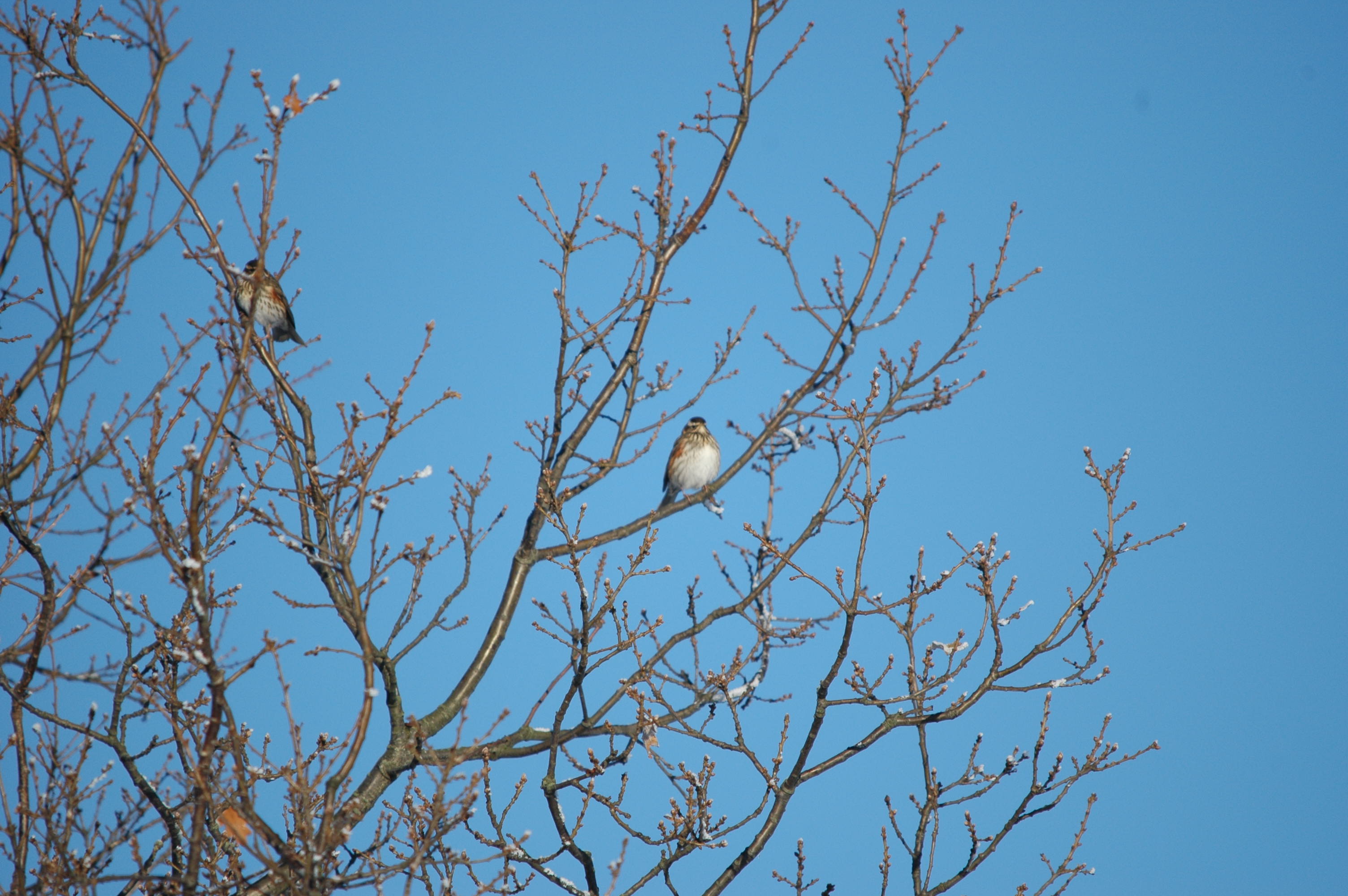 photos/wildlife/Bird_Species/146-Thrushes/6138-Redwing/DSC_4441.JPG