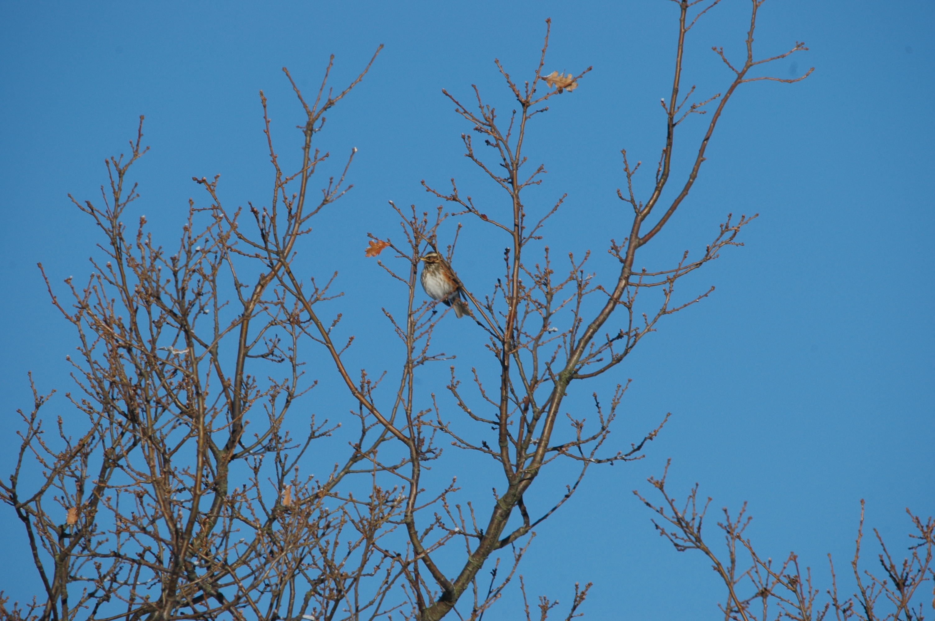 photos/wildlife/Bird_Species/146-Thrushes/6138-Redwing/DSC_4442.JPG