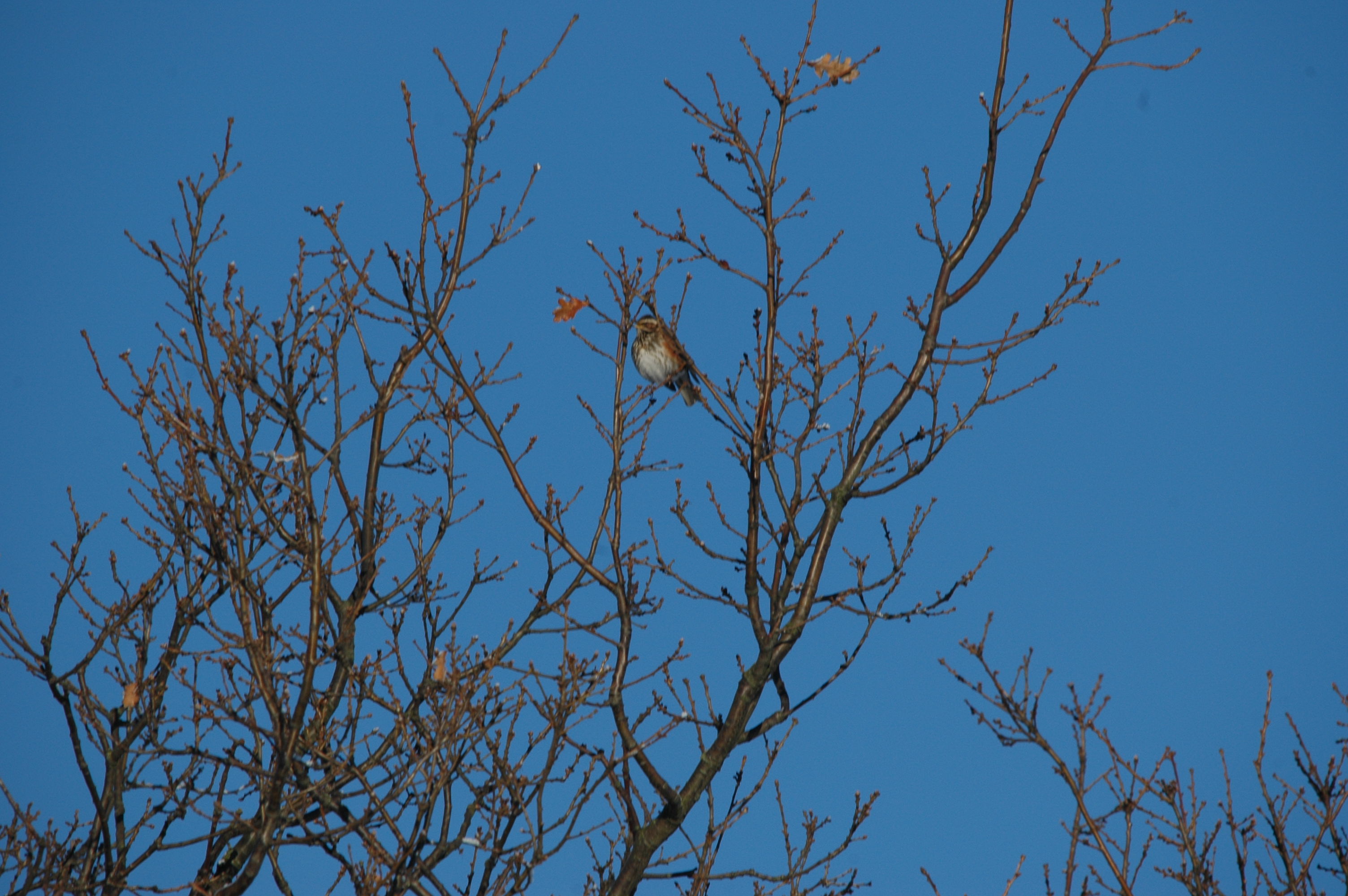 photos/wildlife/Bird_Species/146-Thrushes/6138-Redwing/DSC_4443.JPG