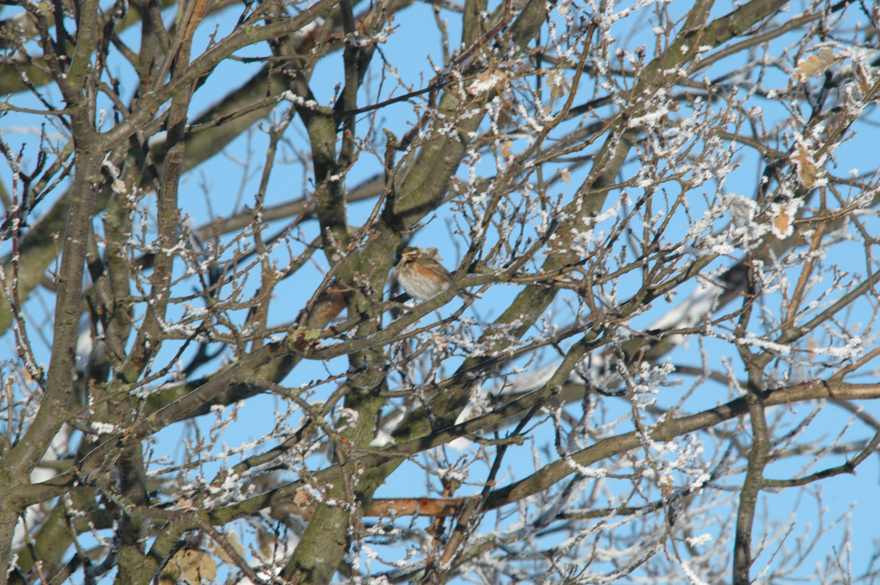 photos/wildlife/Bird_Species/146-Thrushes/6138-Redwing/DSC_4447.JPG
