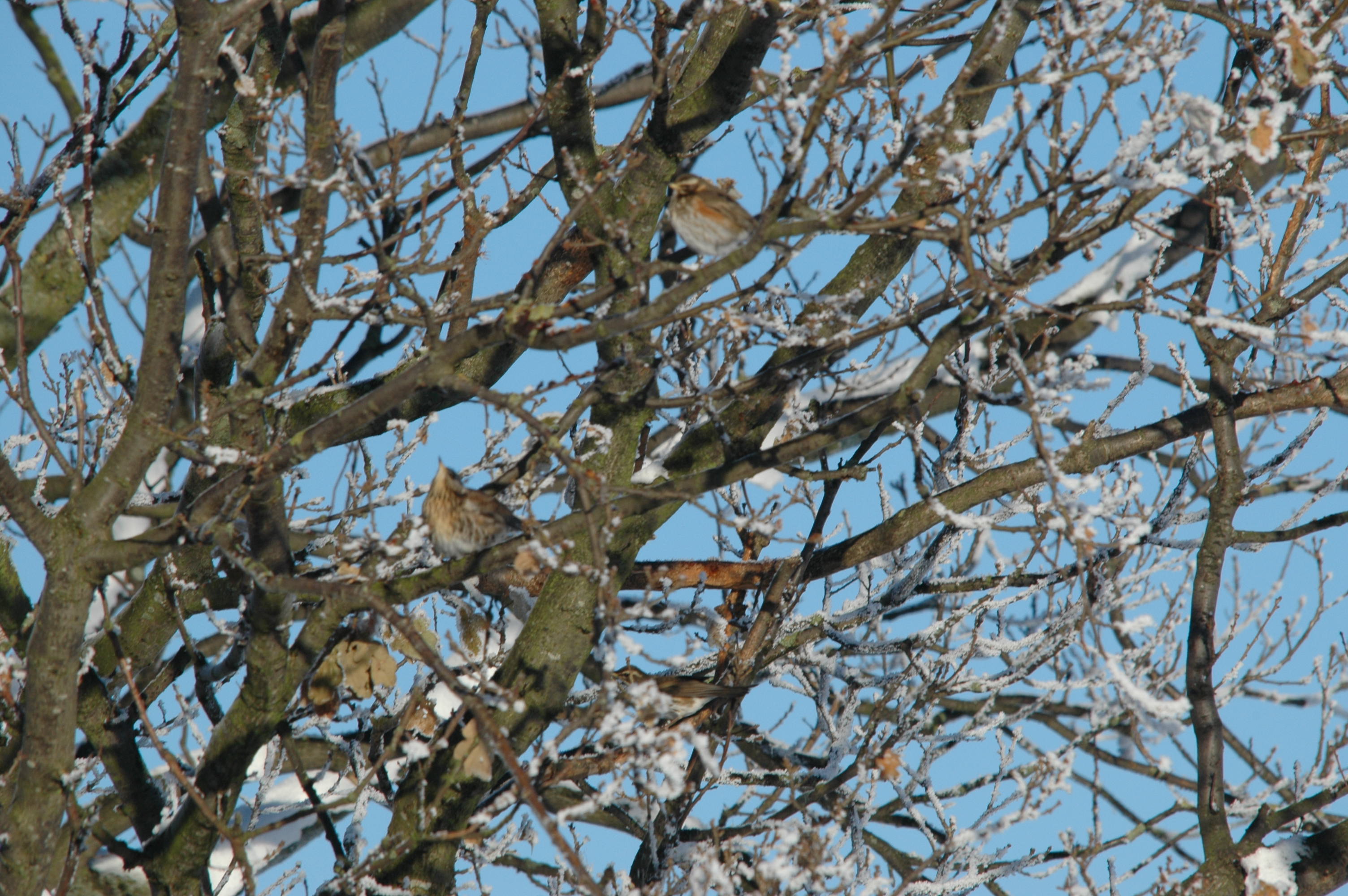 photos/wildlife/Bird_Species/146-Thrushes/6138-Redwing/DSC_4448.JPG
