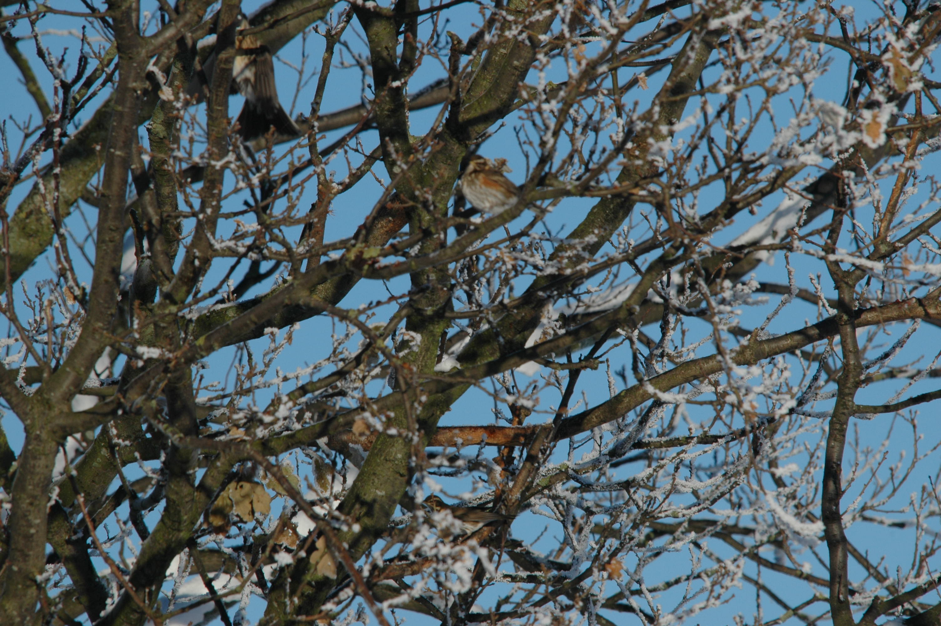 photos/wildlife/Bird_Species/146-Thrushes/6138-Redwing/DSC_4449.JPG