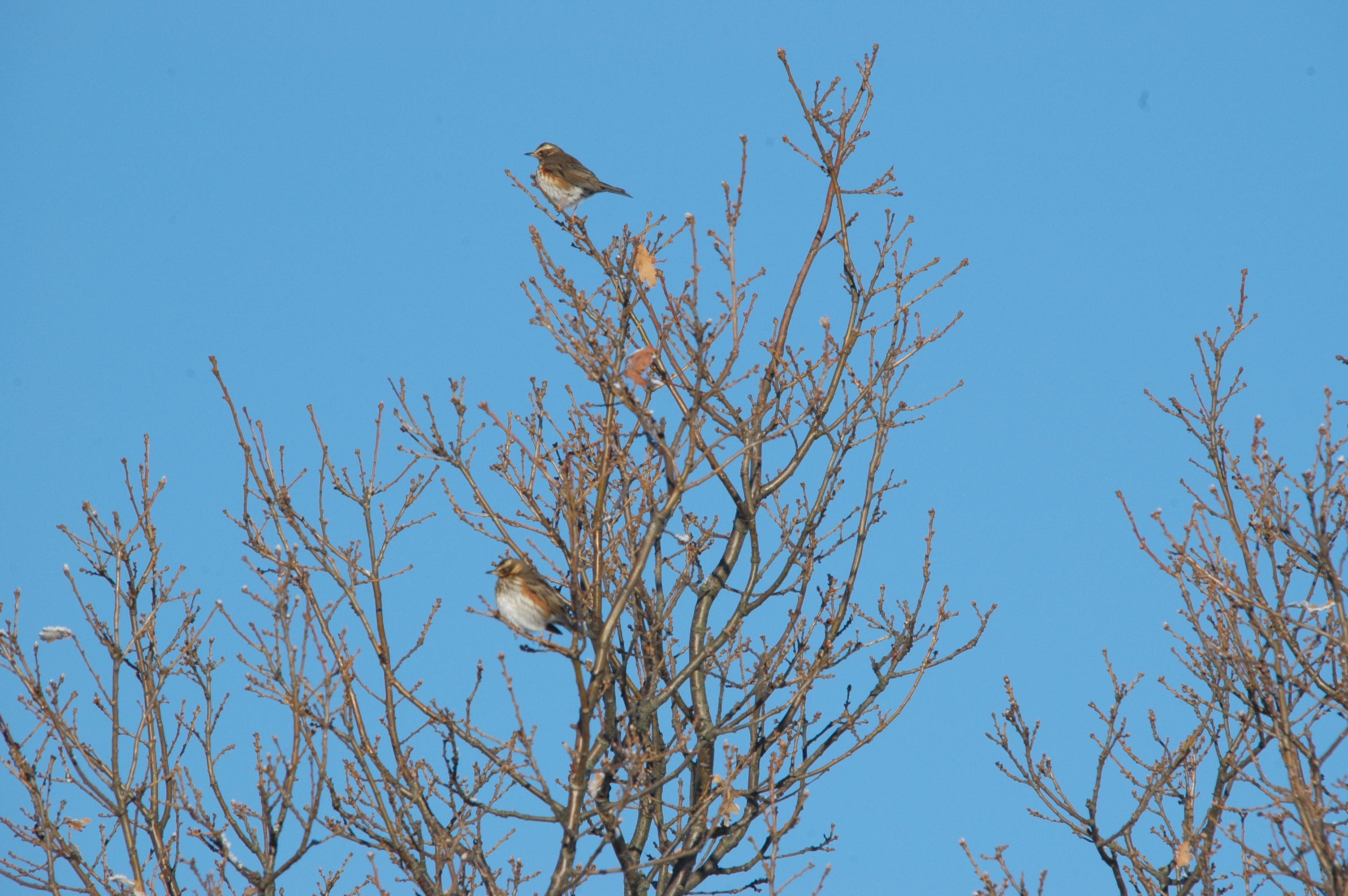 photos/wildlife/Bird_Species/146-Thrushes/6138-Redwing/DSC_4450.JPG