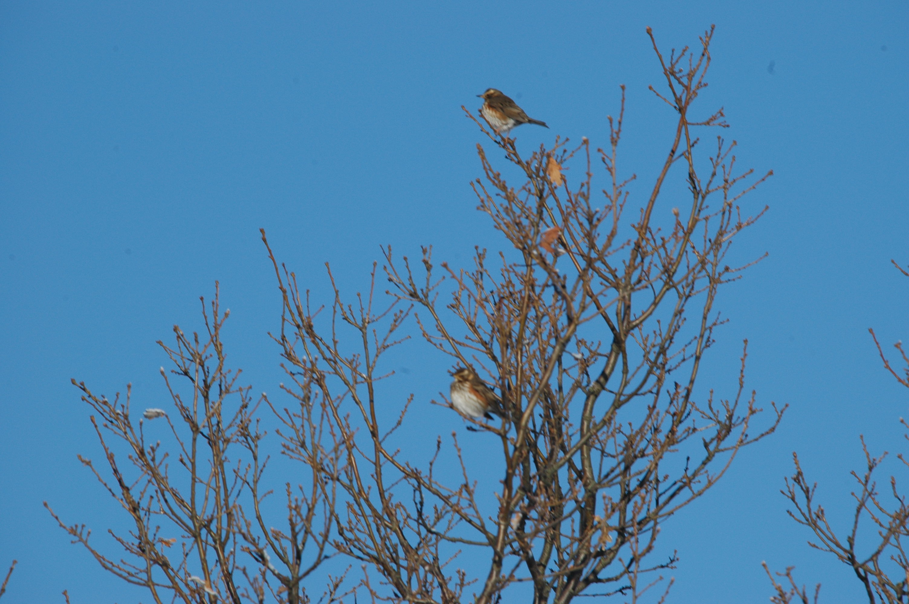 photos/wildlife/Bird_Species/146-Thrushes/6138-Redwing/DSC_4451.JPG