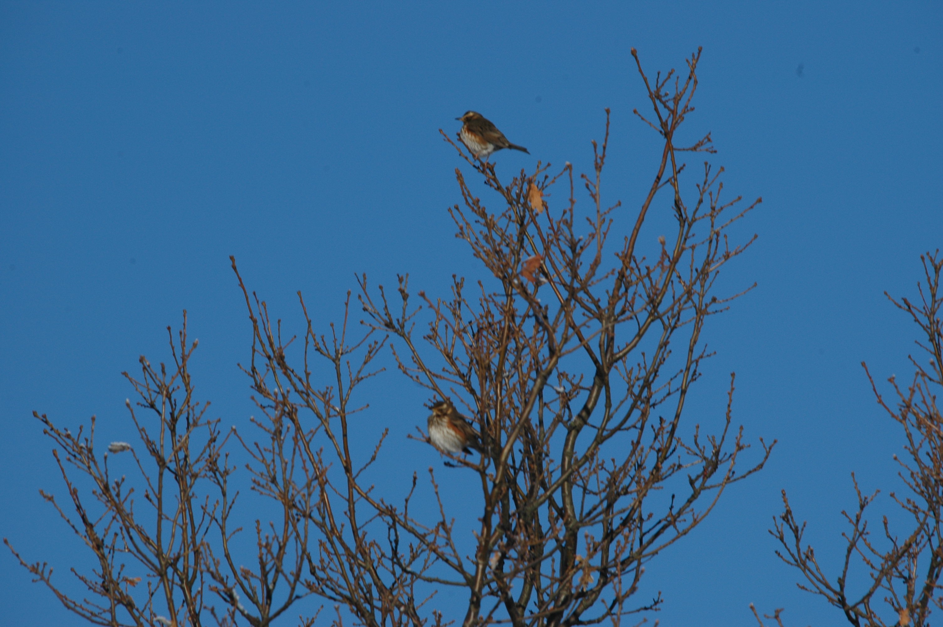 photos/wildlife/Bird_Species/146-Thrushes/6138-Redwing/DSC_4452.JPG