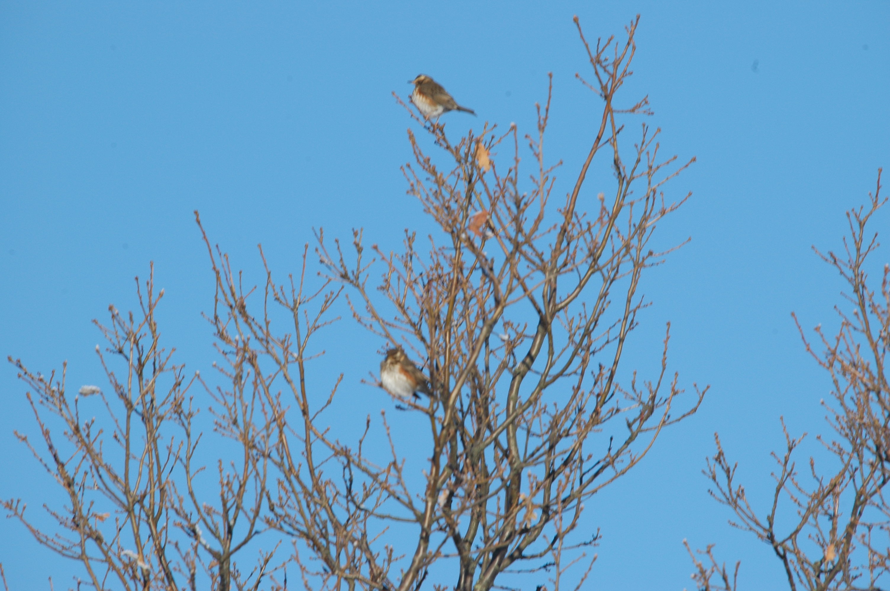 photos/wildlife/Bird_Species/146-Thrushes/6138-Redwing/DSC_4453.JPG