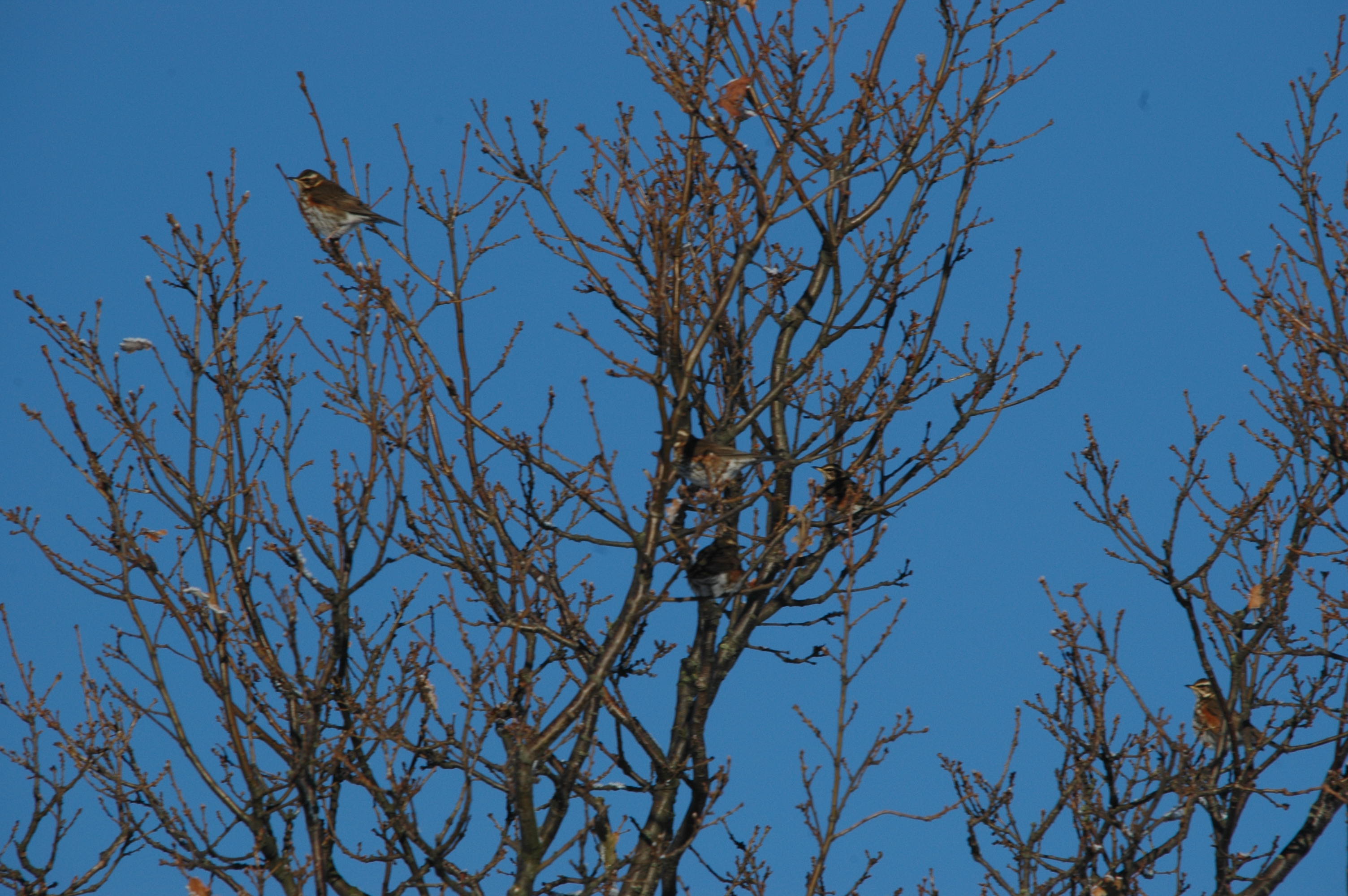 photos/wildlife/Bird_Species/146-Thrushes/6138-Redwing/DSC_4455.JPG