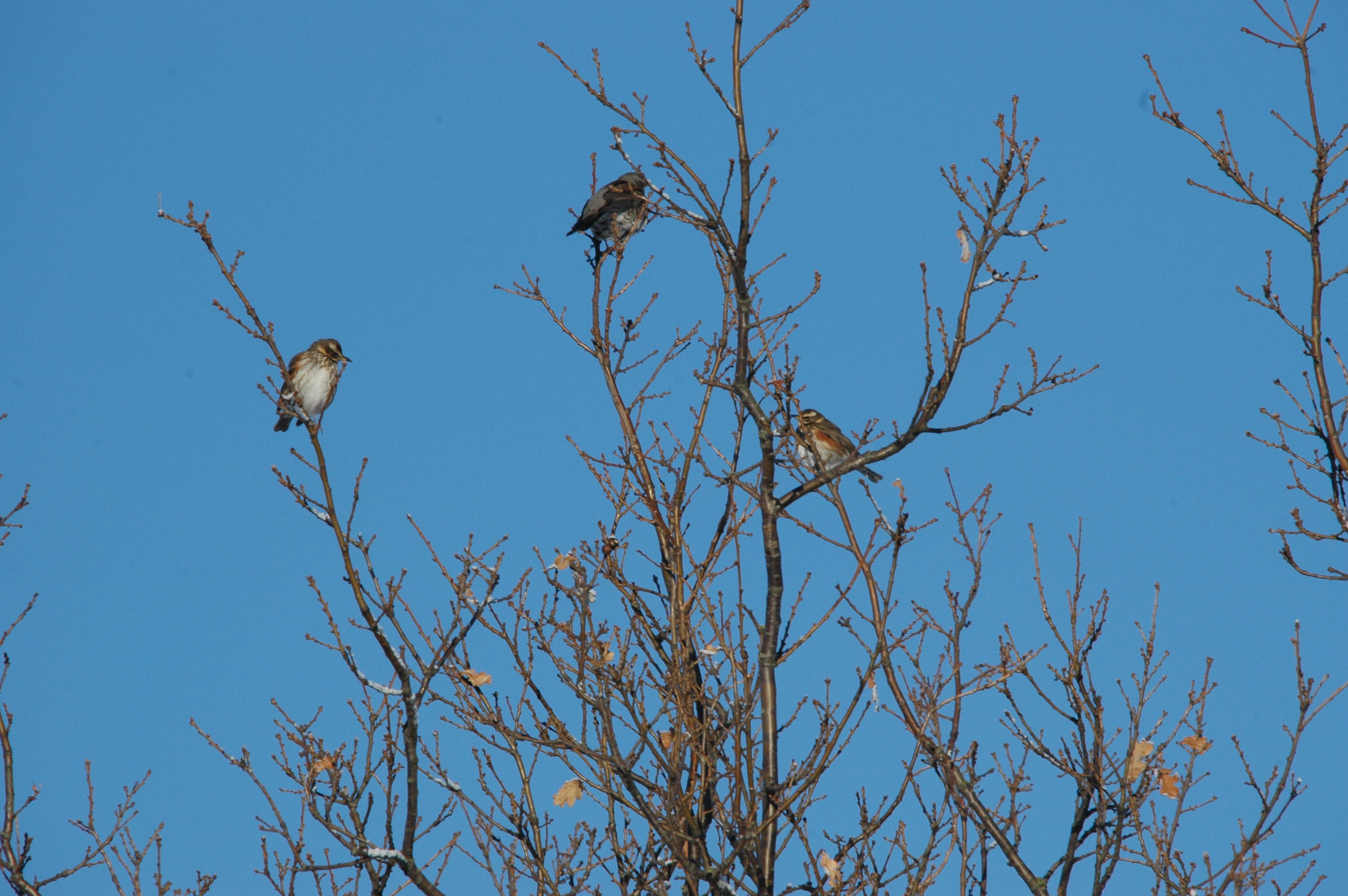 photos/wildlife/Bird_Species/146-Thrushes/6138-Redwing/DSC_4457.JPG