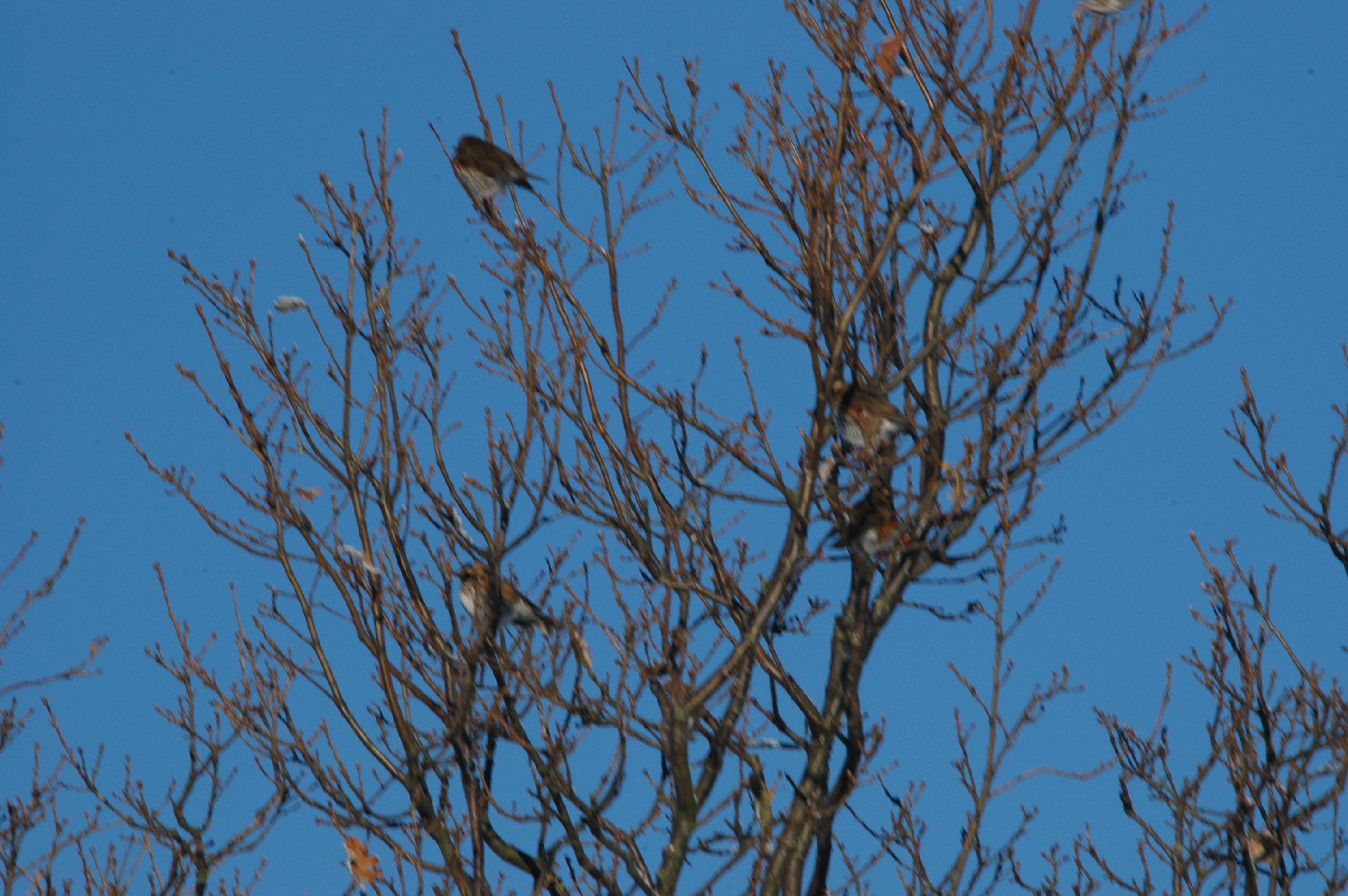 photos/wildlife/Bird_Species/146-Thrushes/6138-Redwing/DSC_4458.JPG