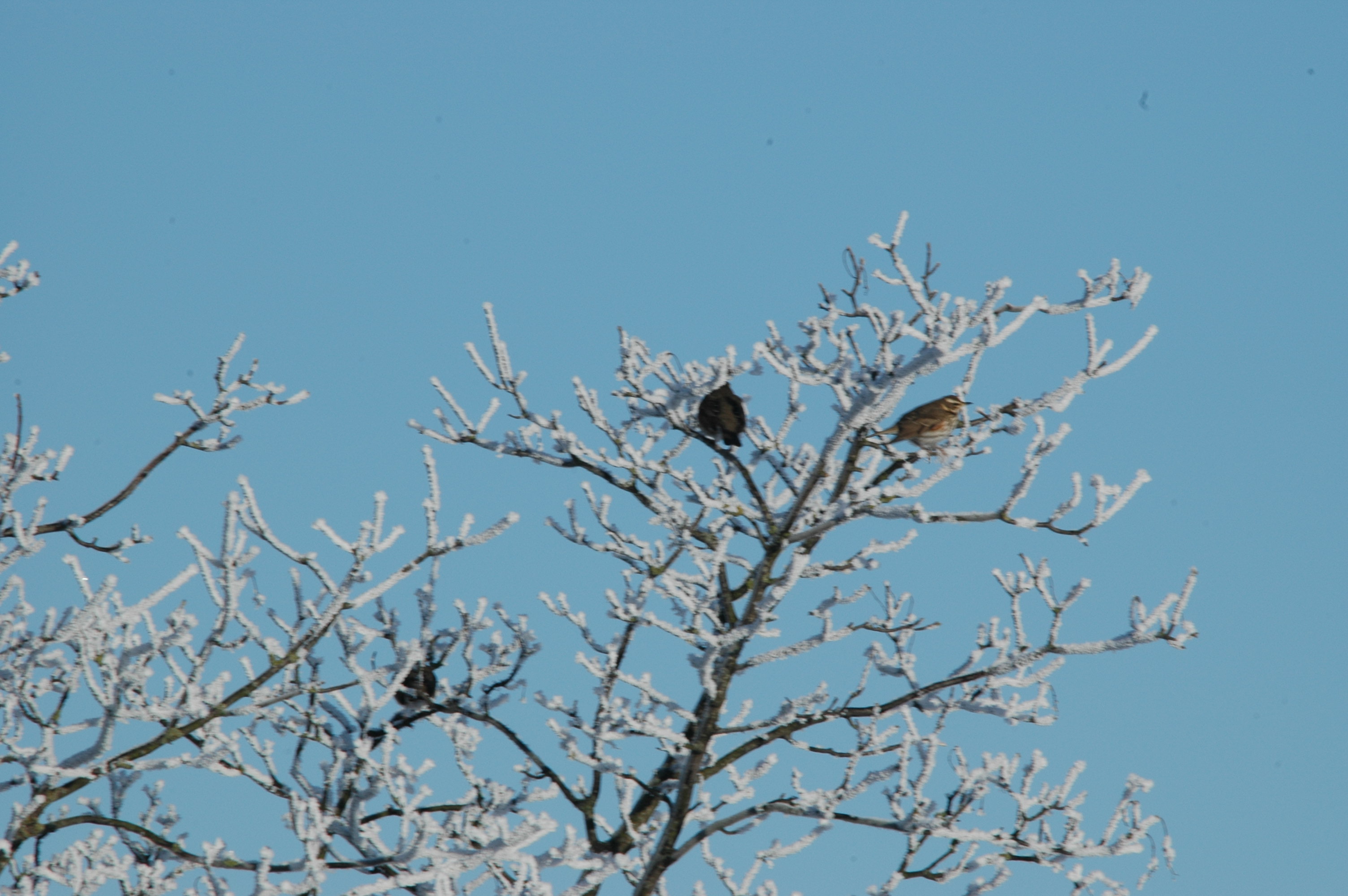 photos/wildlife/Bird_Species/146-Thrushes/6138-Redwing/DSC_4472.JPG