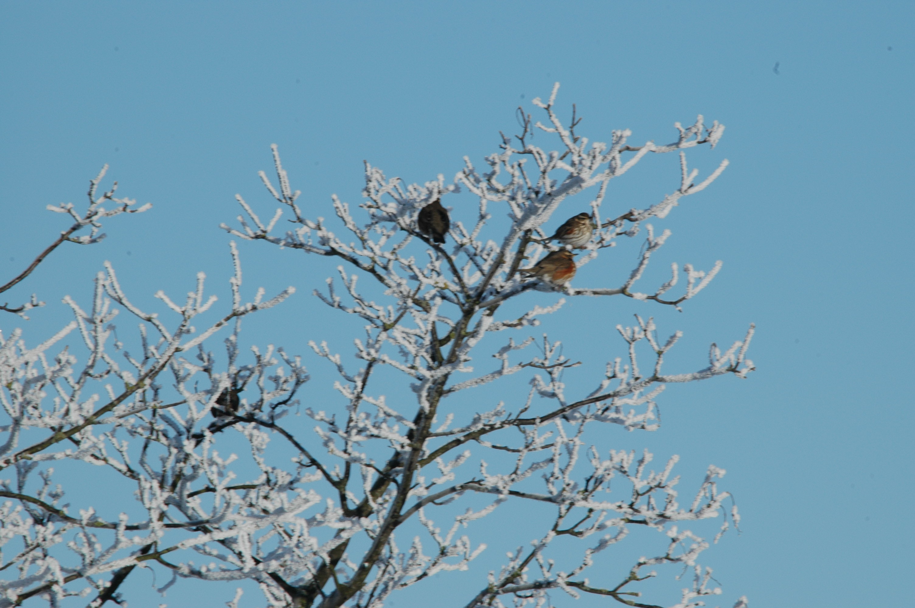photos/wildlife/Bird_Species/146-Thrushes/6138-Redwing/DSC_4475.JPG