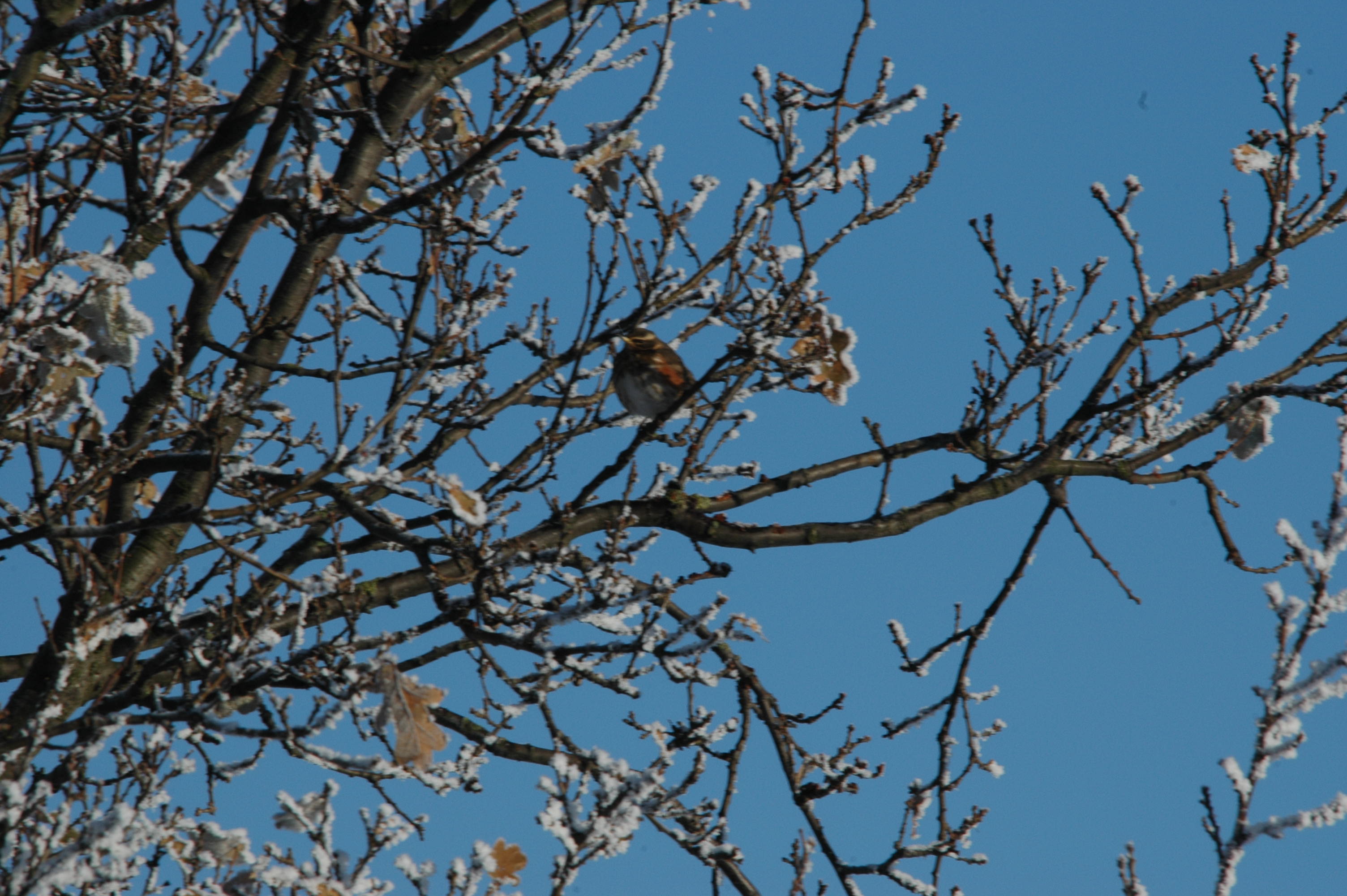 photos/wildlife/Bird_Species/146-Thrushes/6138-Redwing/DSC_4476.JPG