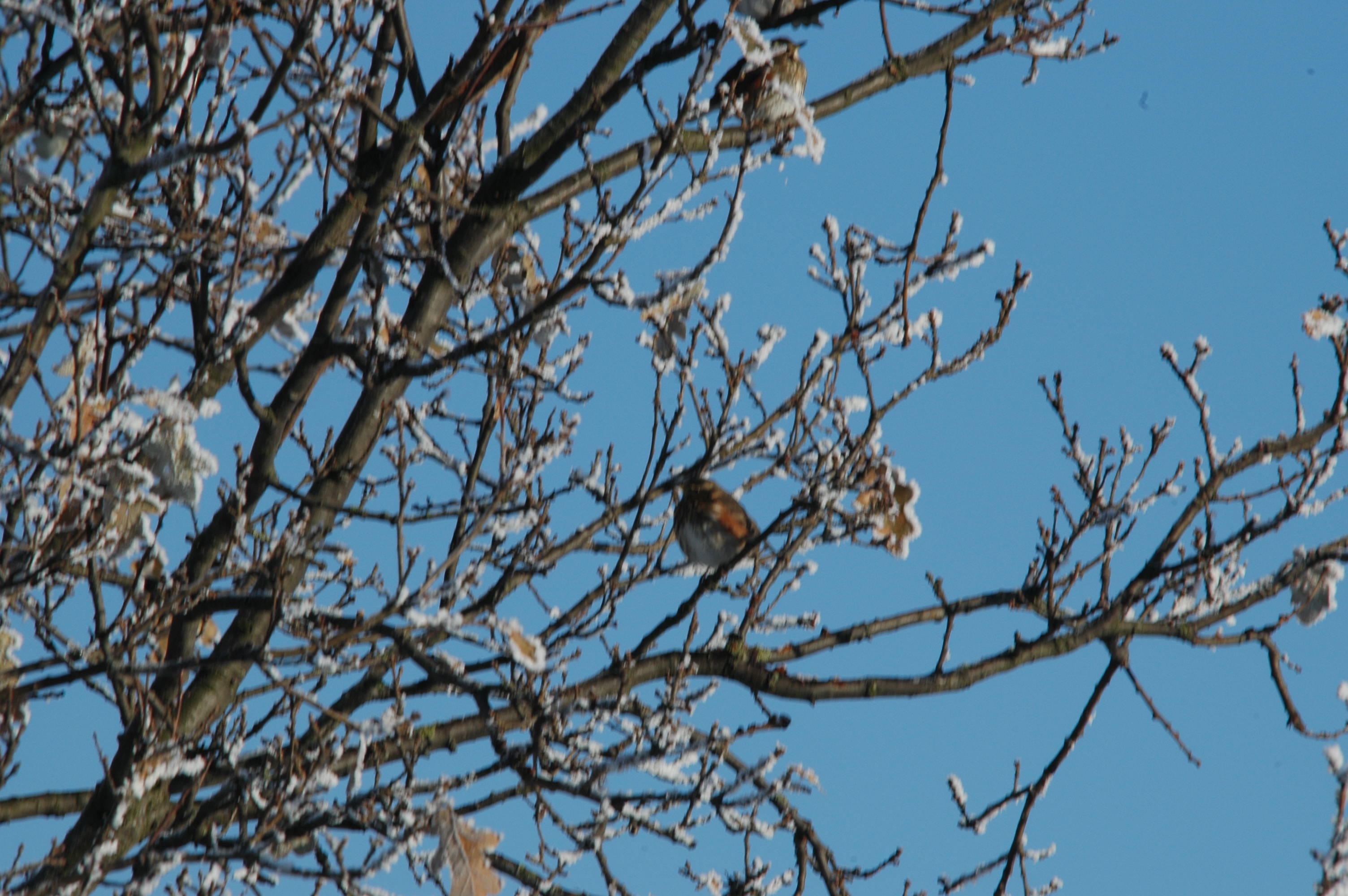 photos/wildlife/Bird_Species/146-Thrushes/6138-Redwing/DSC_4478.JPG