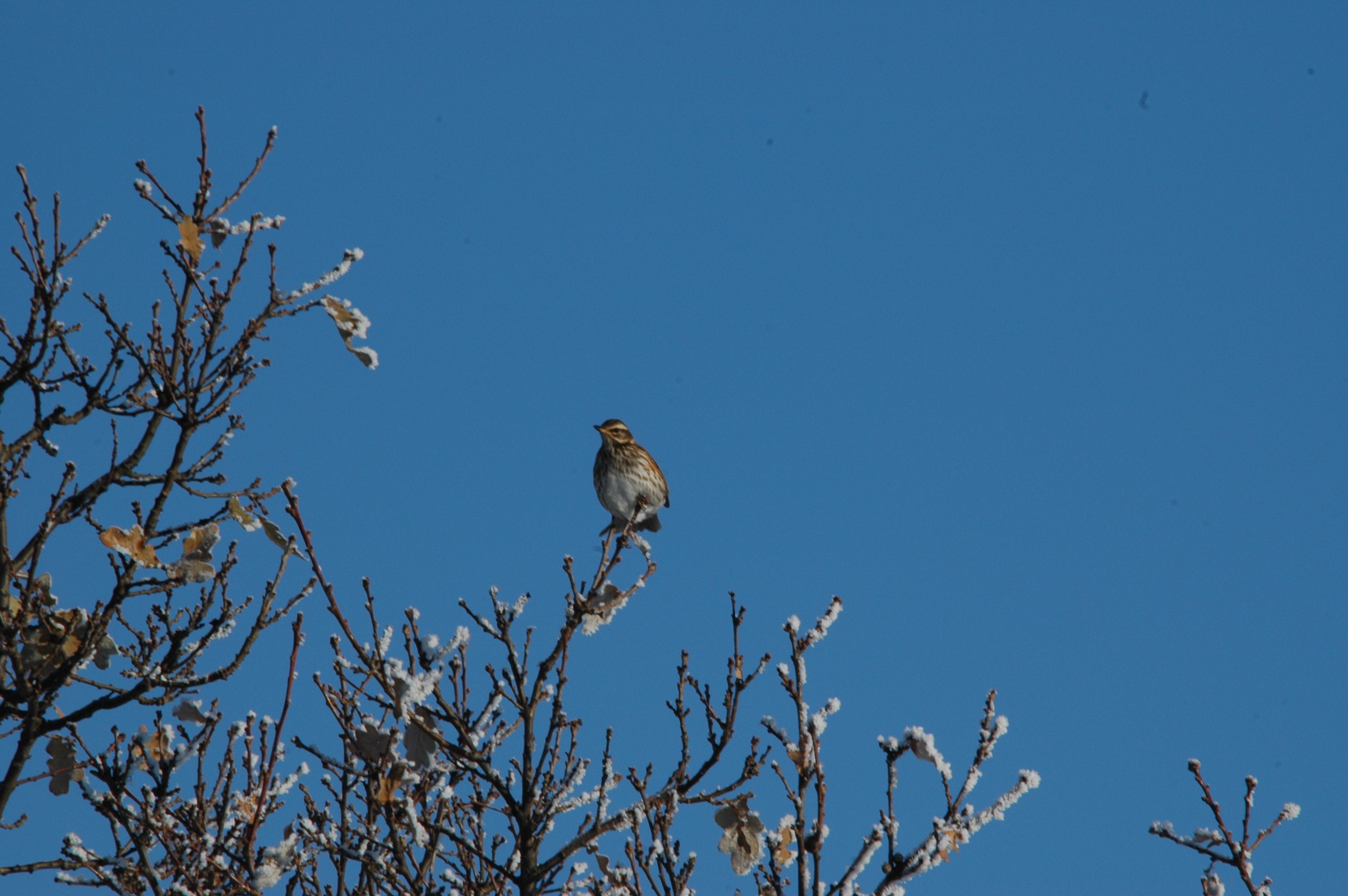 photos/wildlife/Bird_Species/146-Thrushes/6138-Redwing/DSC_4482.JPG