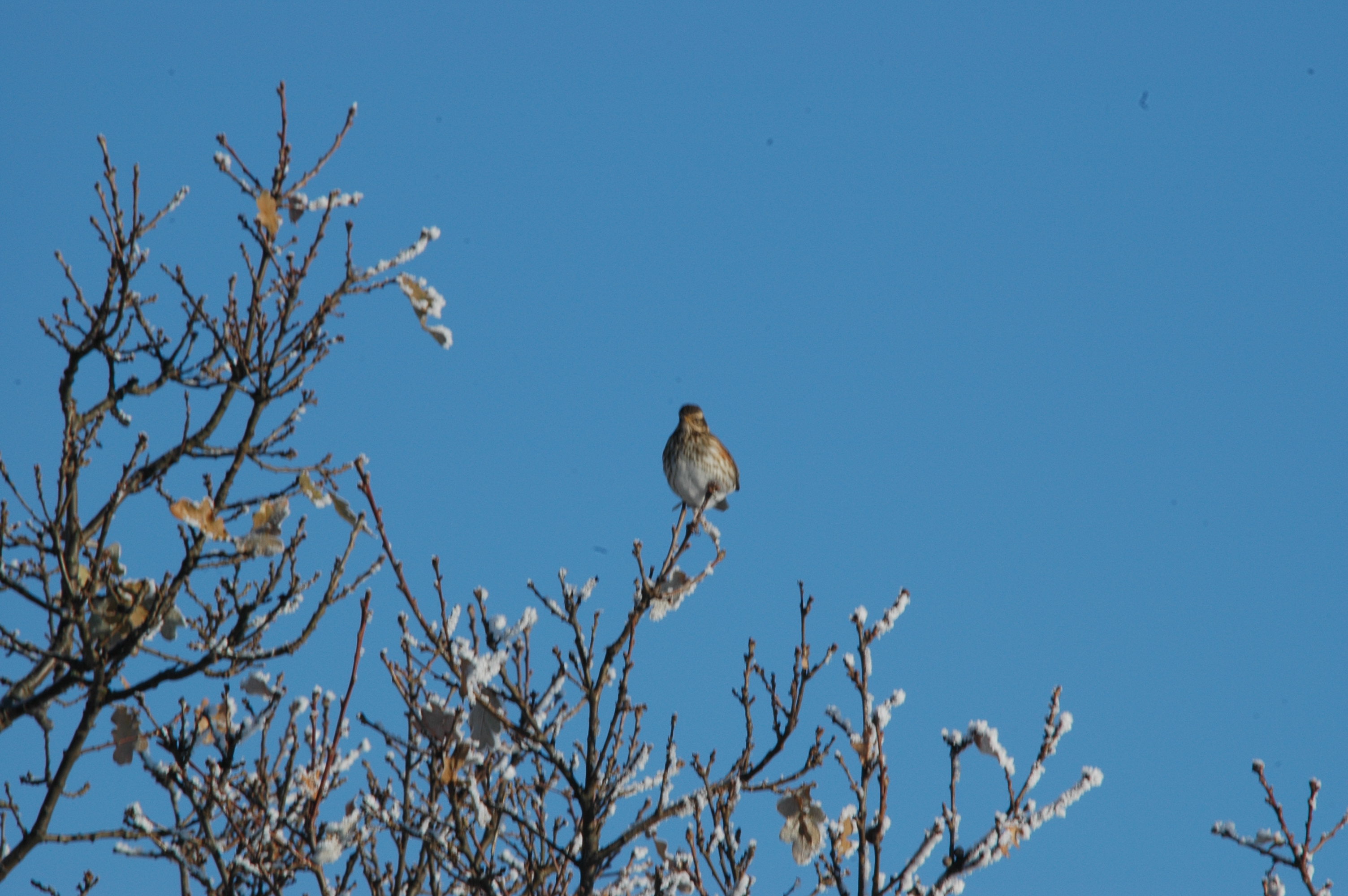 photos/wildlife/Bird_Species/146-Thrushes/6138-Redwing/DSC_4484.JPG