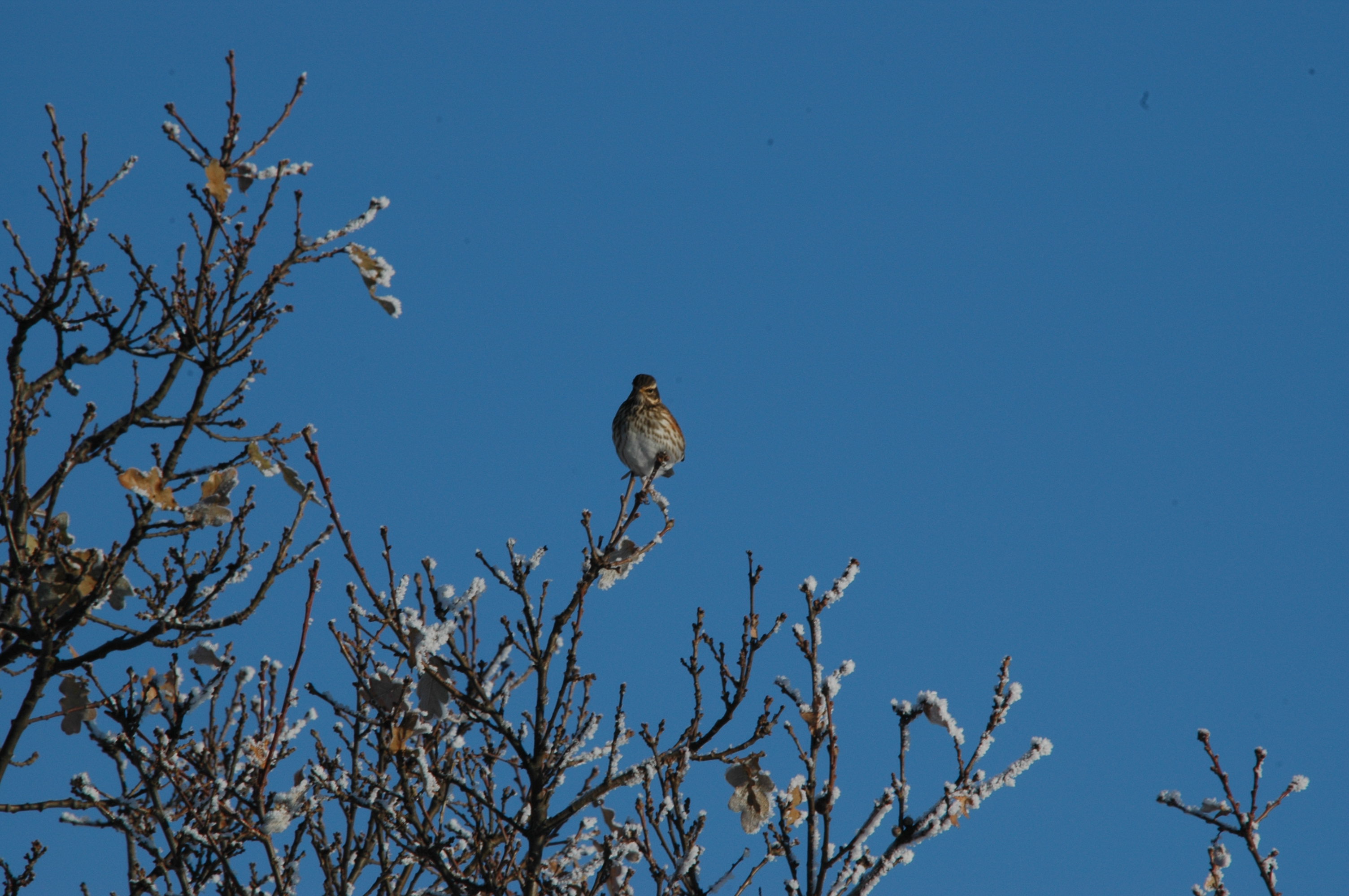 photos/wildlife/Bird_Species/146-Thrushes/6138-Redwing/DSC_4485.JPG