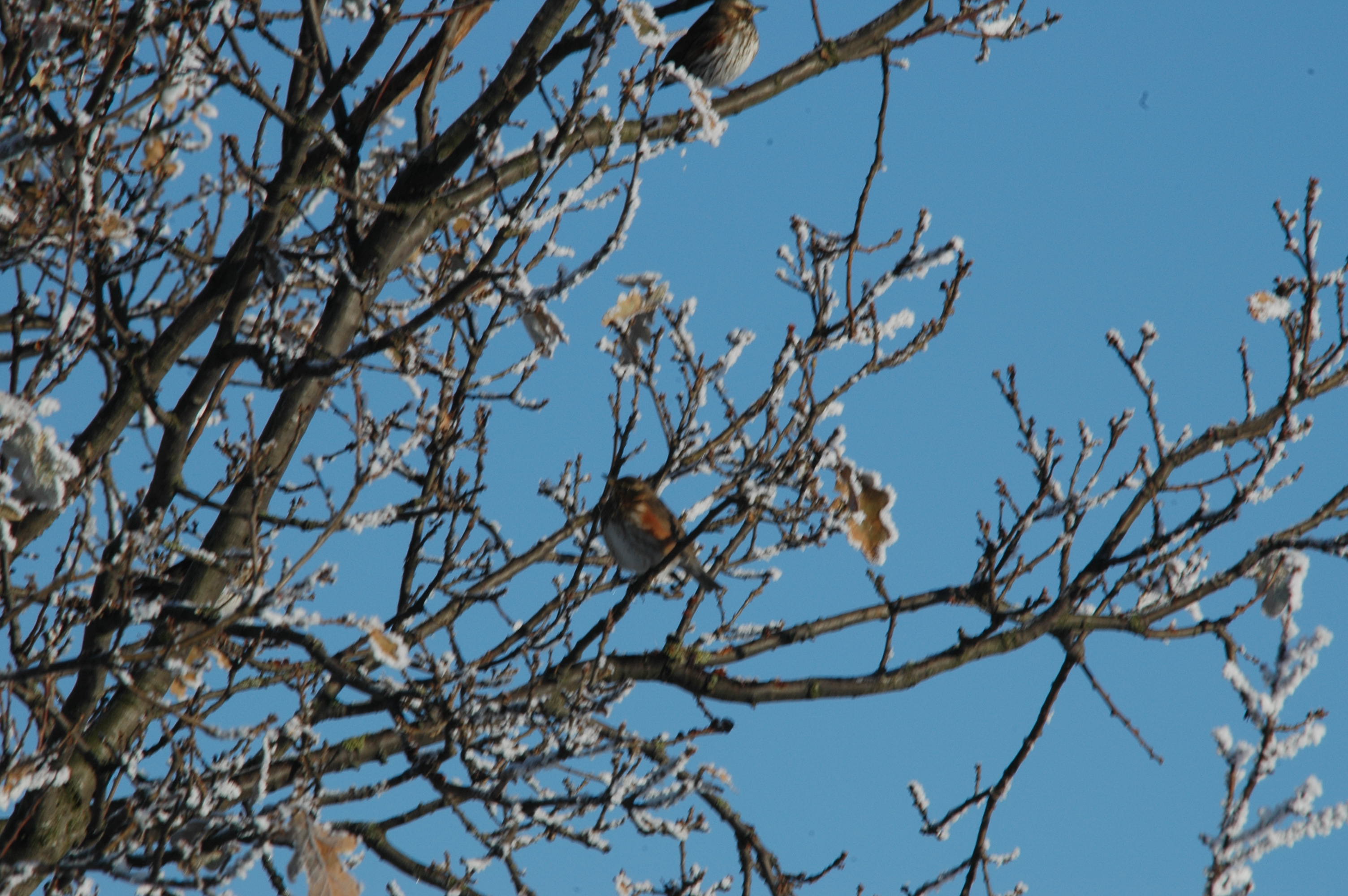 photos/wildlife/Bird_Species/146-Thrushes/6138-Redwing/DSC_4490.JPG