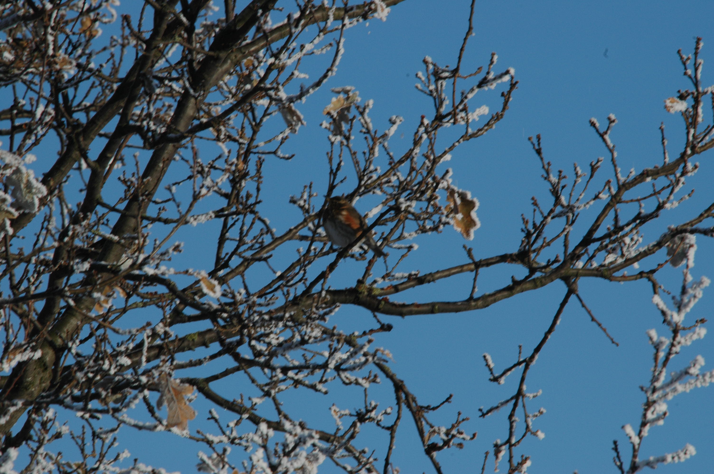 photos/wildlife/Bird_Species/146-Thrushes/6138-Redwing/DSC_4491.JPG