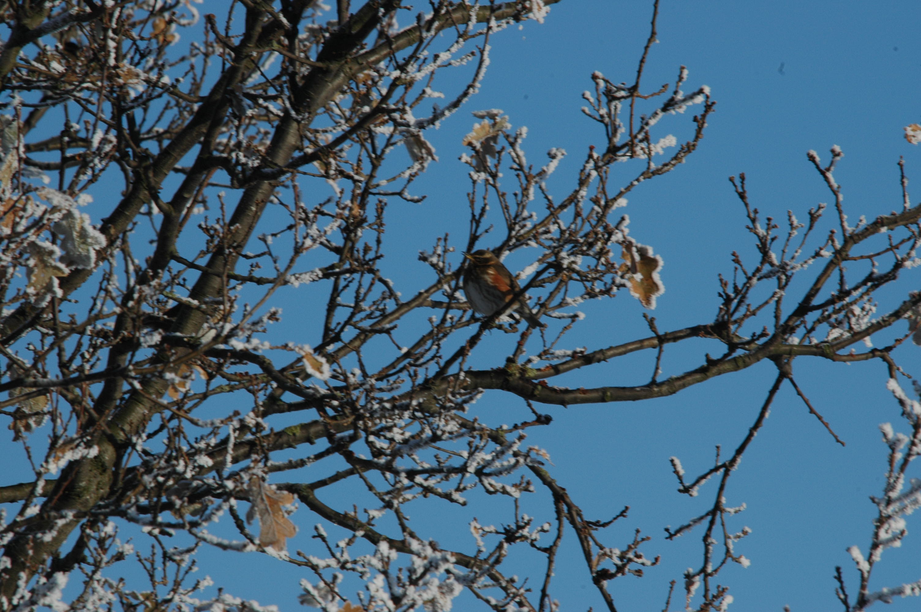 photos/wildlife/Bird_Species/146-Thrushes/6138-Redwing/DSC_4494.JPG