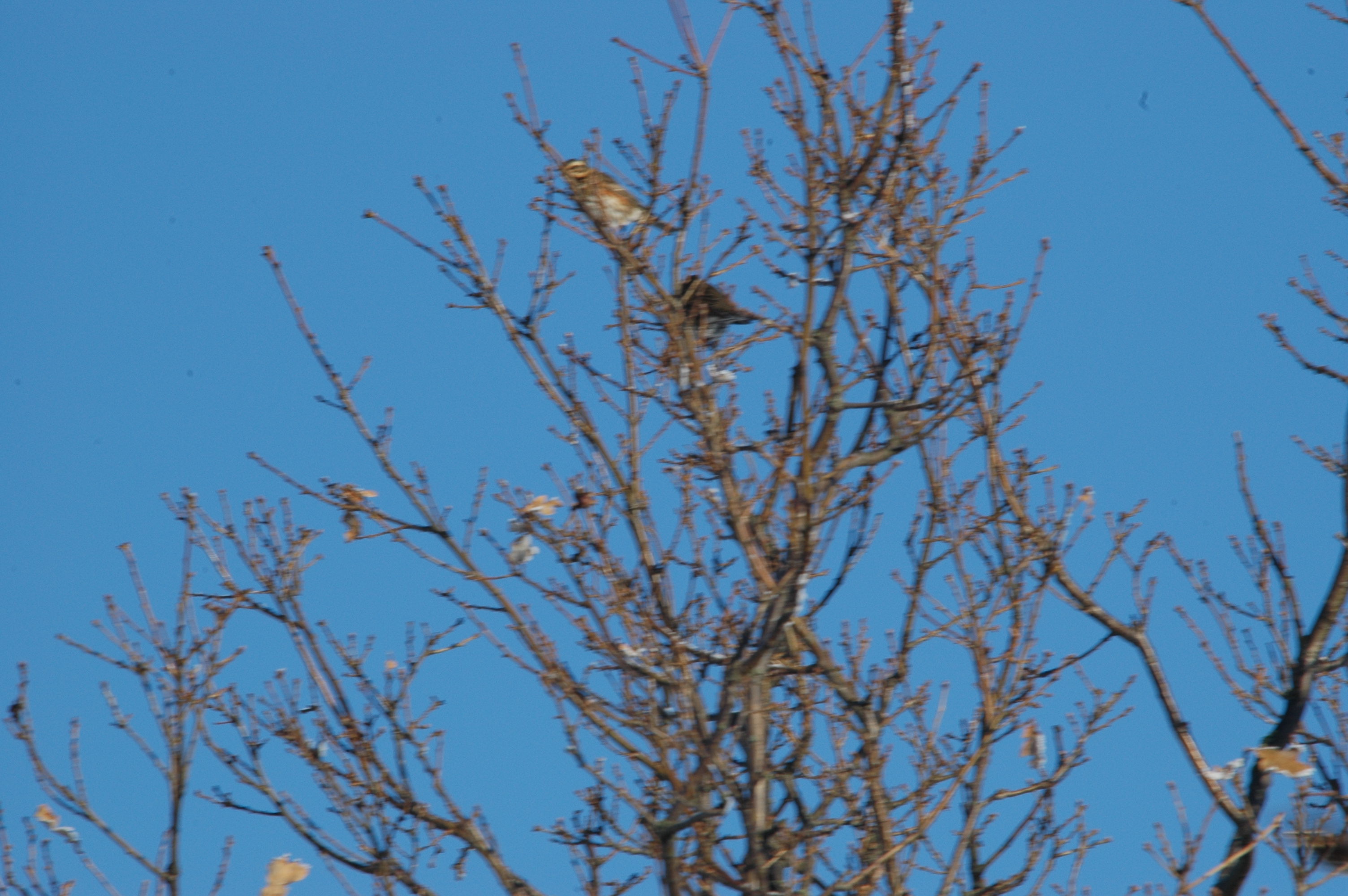 photos/wildlife/Bird_Species/146-Thrushes/6138-Redwing/DSC_4496.JPG
