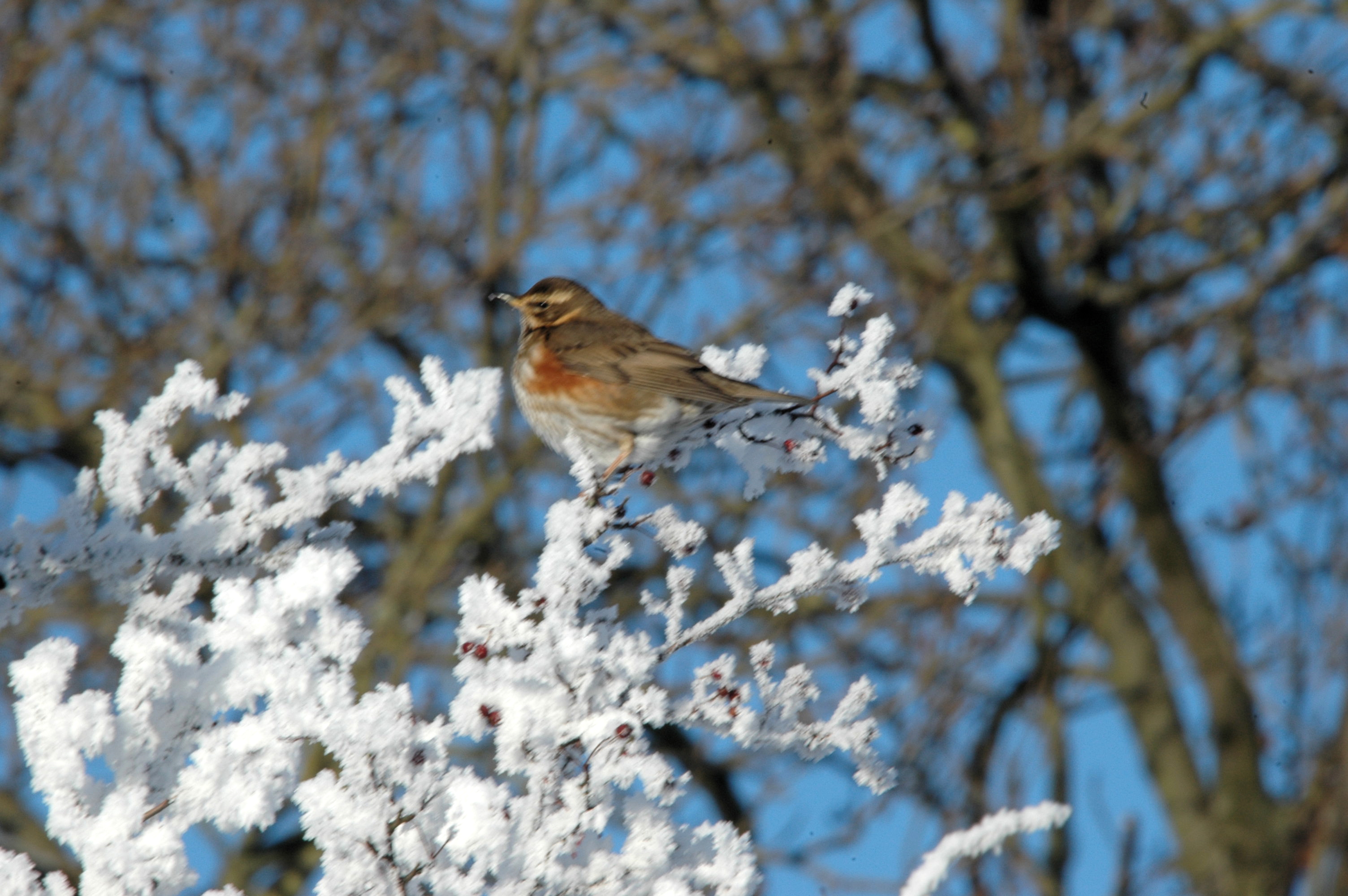 photos/wildlife/Bird_Species/146-Thrushes/6138-Redwing/DSC_4511.JPG