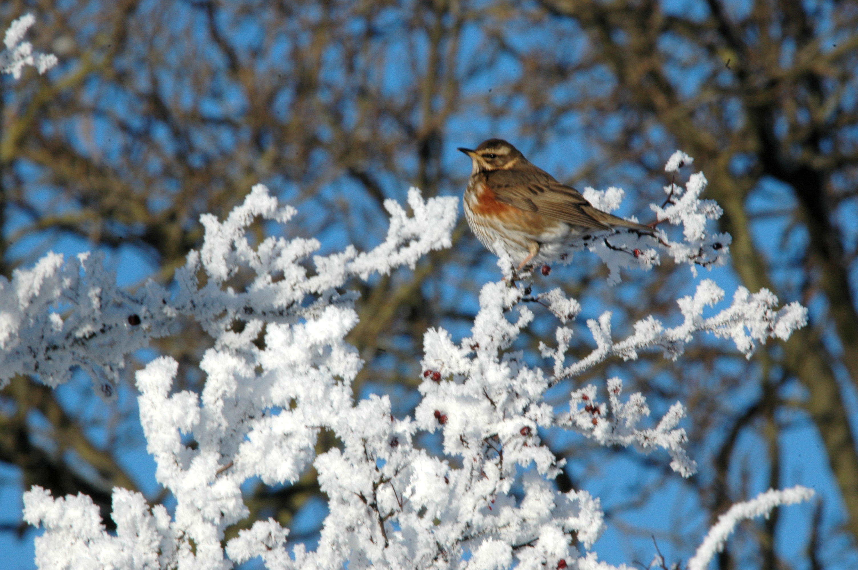 photos/wildlife/Bird_Species/146-Thrushes/6138-Redwing/DSC_4512.JPG