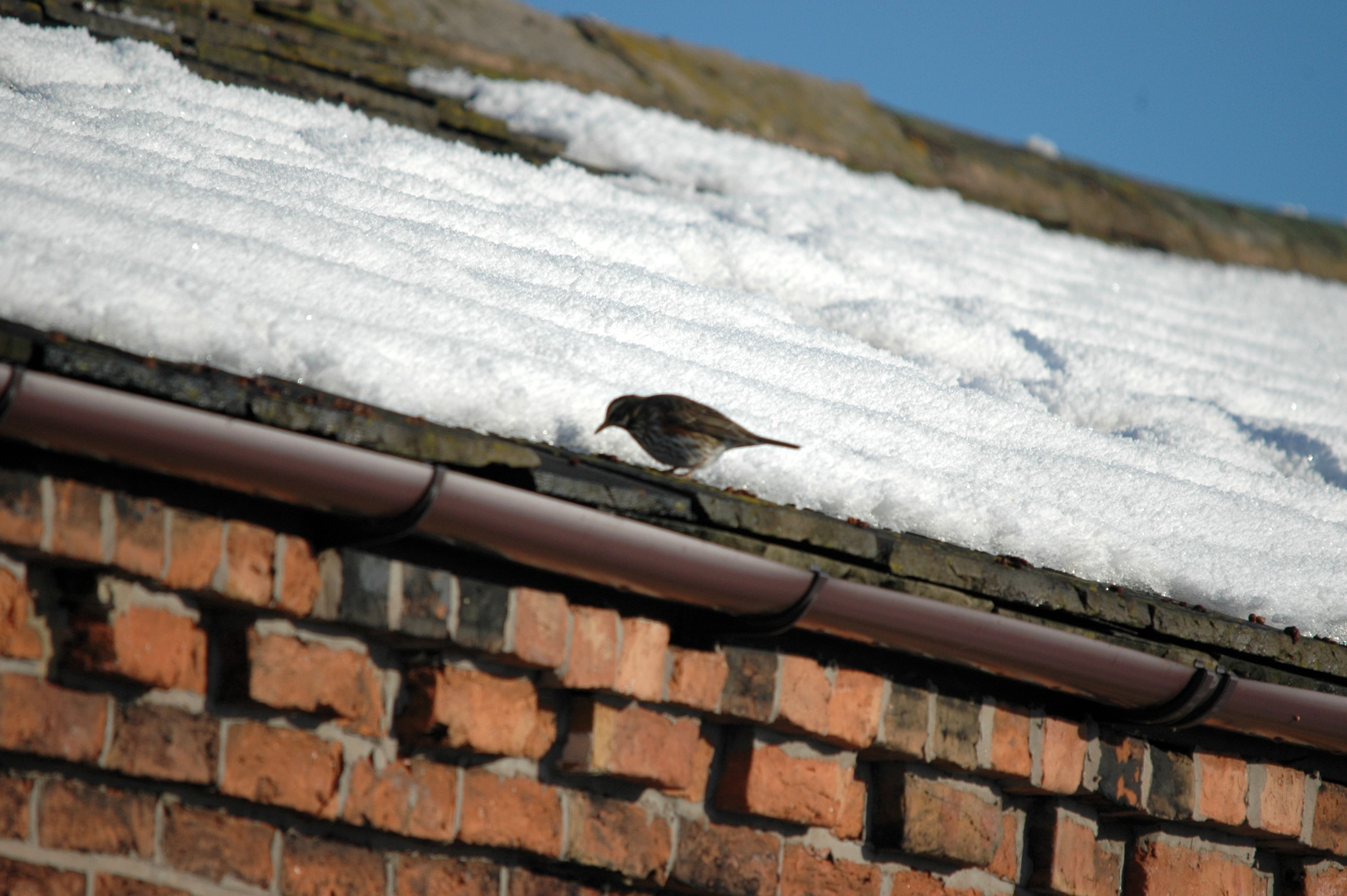 photos/wildlife/Bird_Species/146-Thrushes/6138-Redwing/DSC_4519.JPG