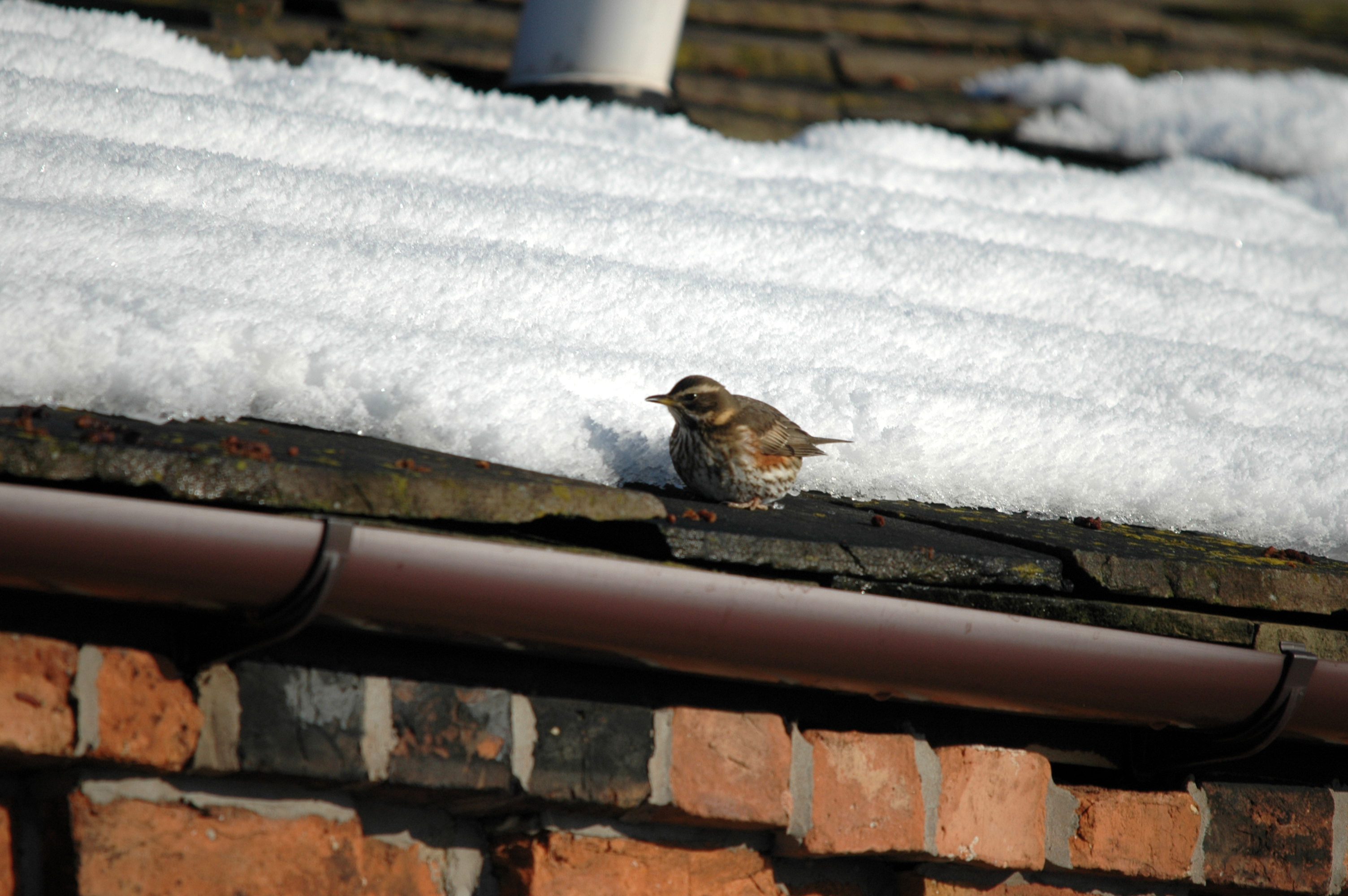 photos/wildlife/Bird_Species/146-Thrushes/6138-Redwing/DSC_4523.JPG
