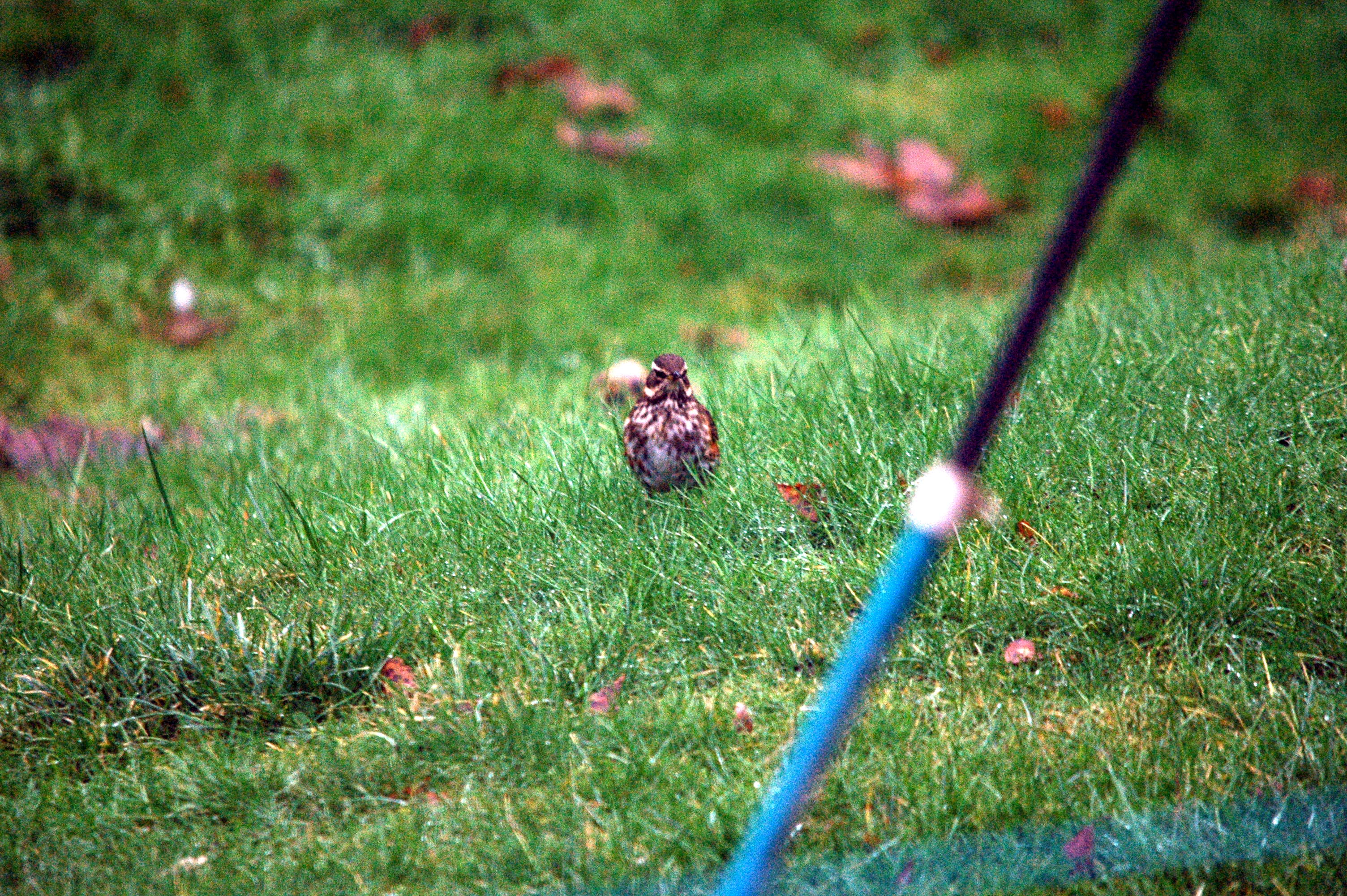 photos/wildlife/Bird_Species/146-Thrushes/6138-Redwing/dsc_1616.jpg