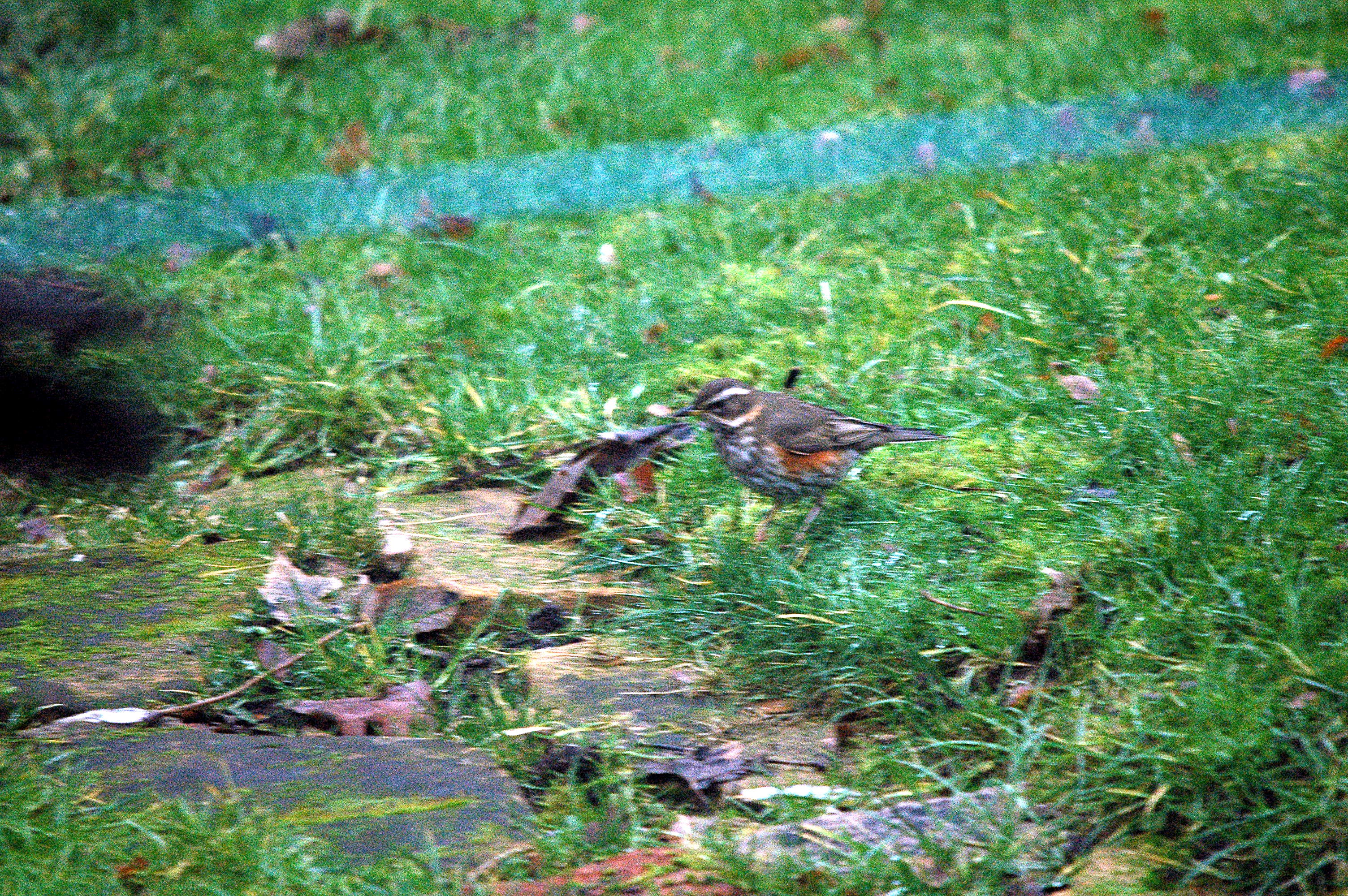 photos/wildlife/Bird_Species/146-Thrushes/6138-Redwing/dsc_1619.jpg