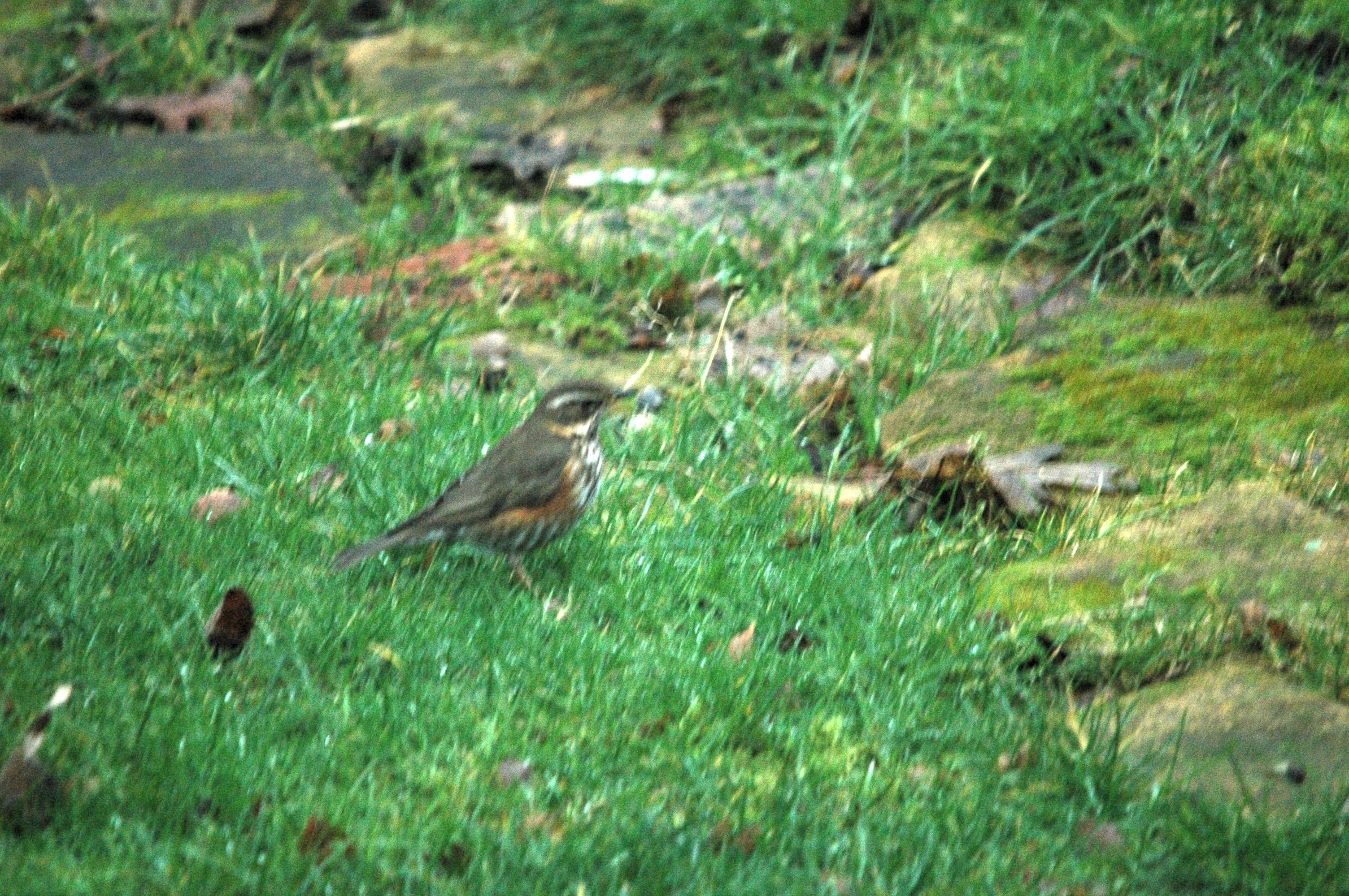 photos/wildlife/Bird_Species/146-Thrushes/6138-Redwing/dsc_1623.jpg