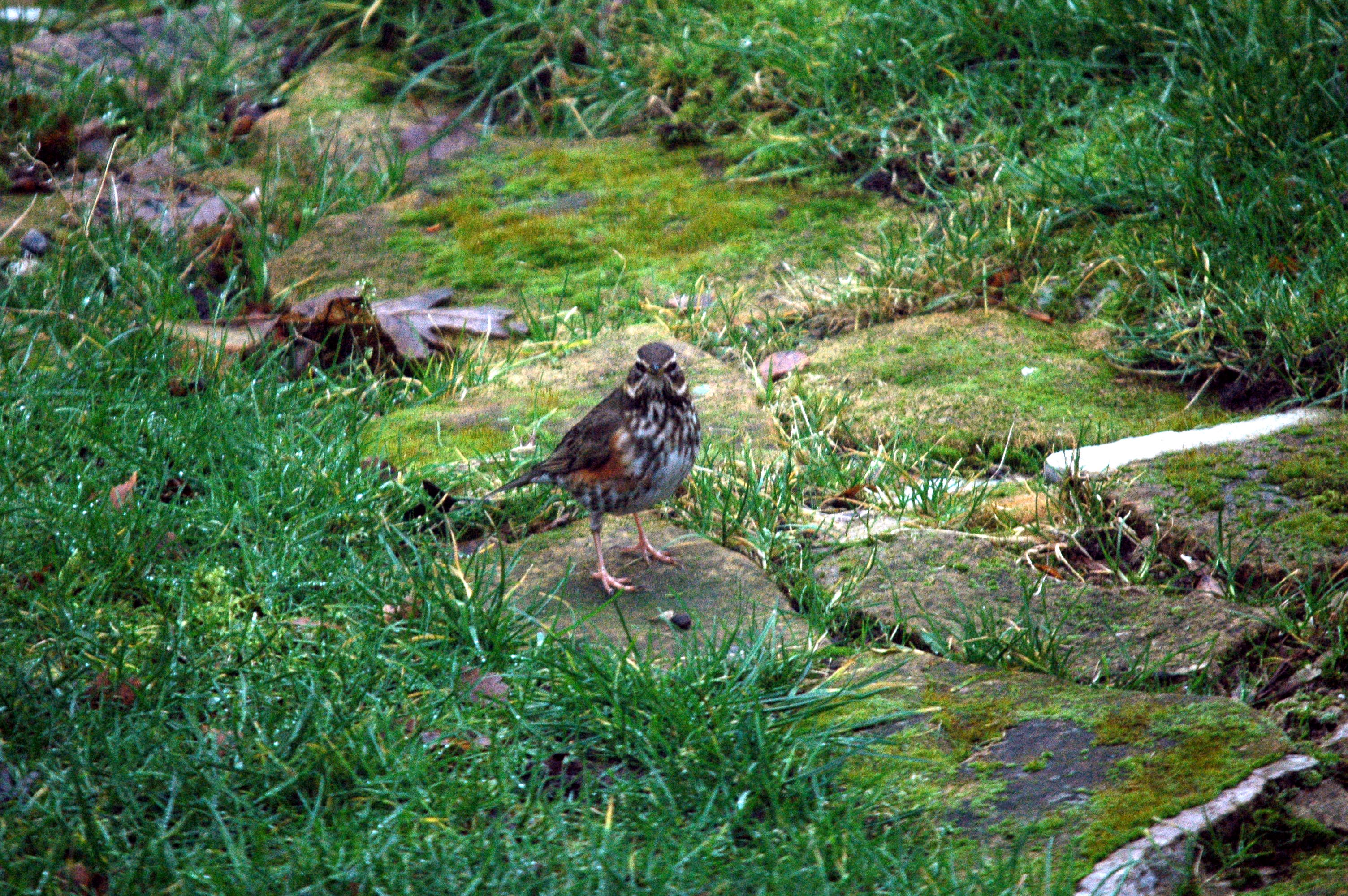 photos/wildlife/Bird_Species/146-Thrushes/6138-Redwing/dsc_1627.jpg