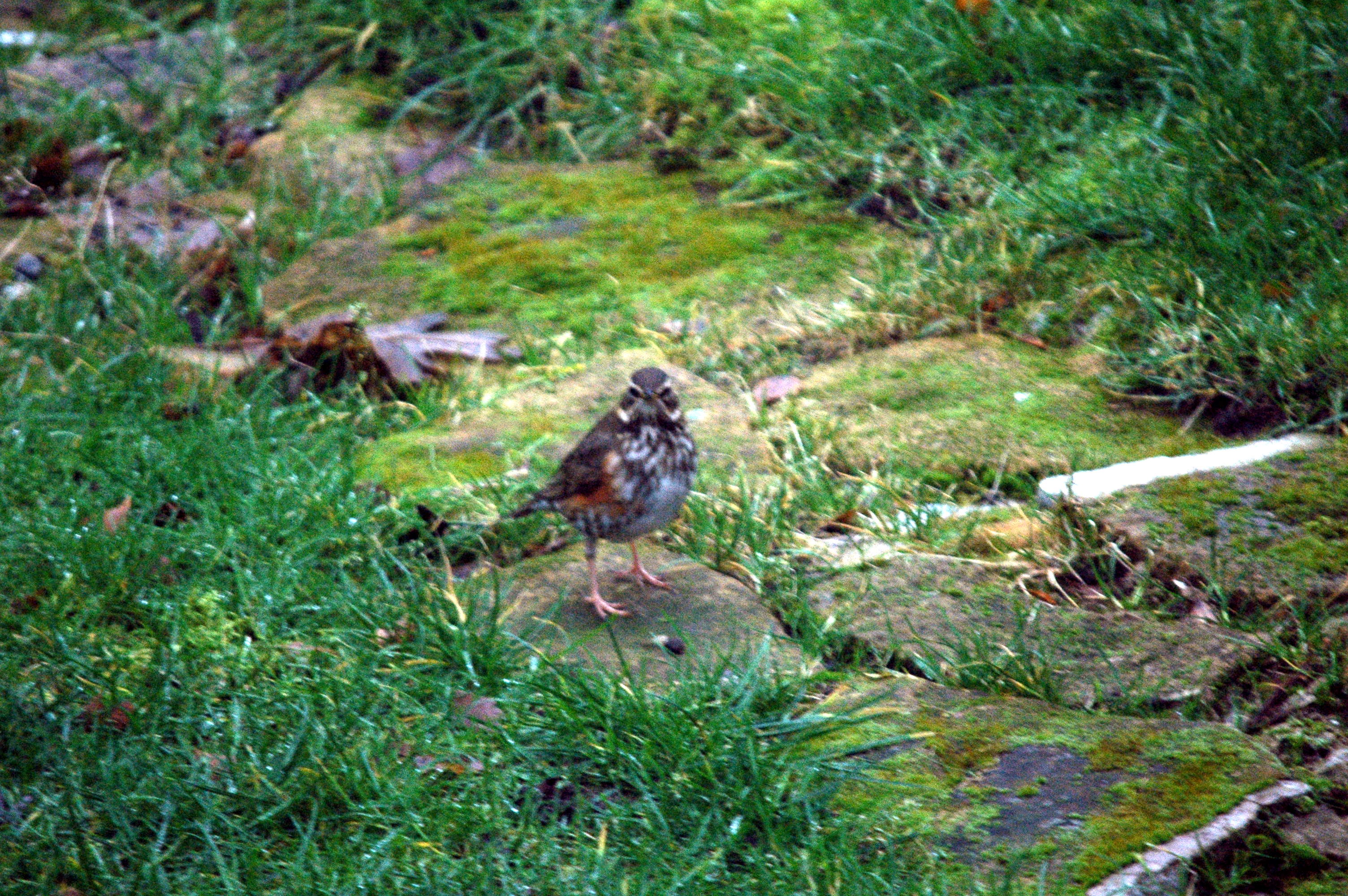 photos/wildlife/Bird_Species/146-Thrushes/6138-Redwing/dsc_1629.jpg