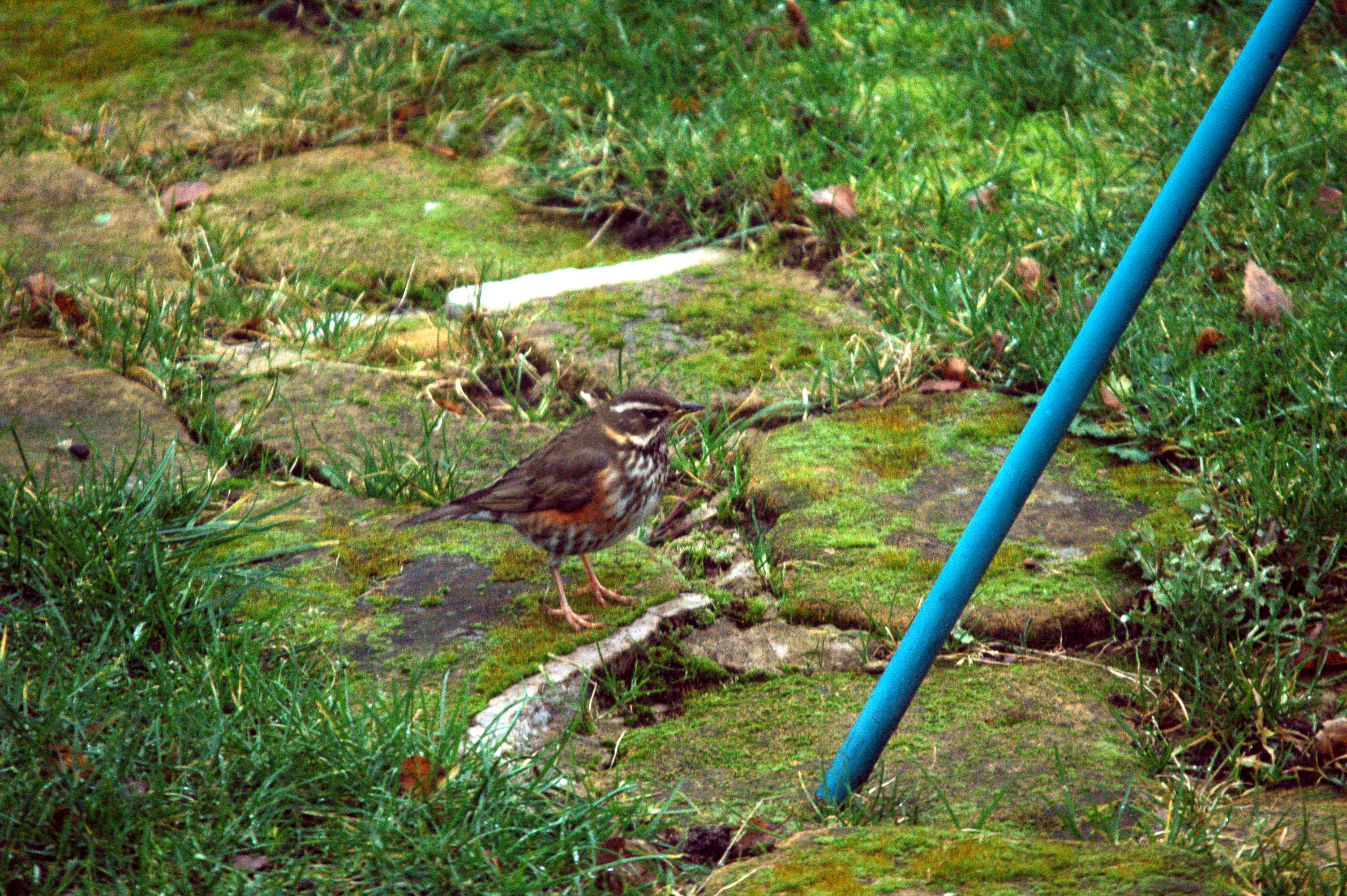 photos/wildlife/Bird_Species/146-Thrushes/6138-Redwing/dsc_1631.jpg