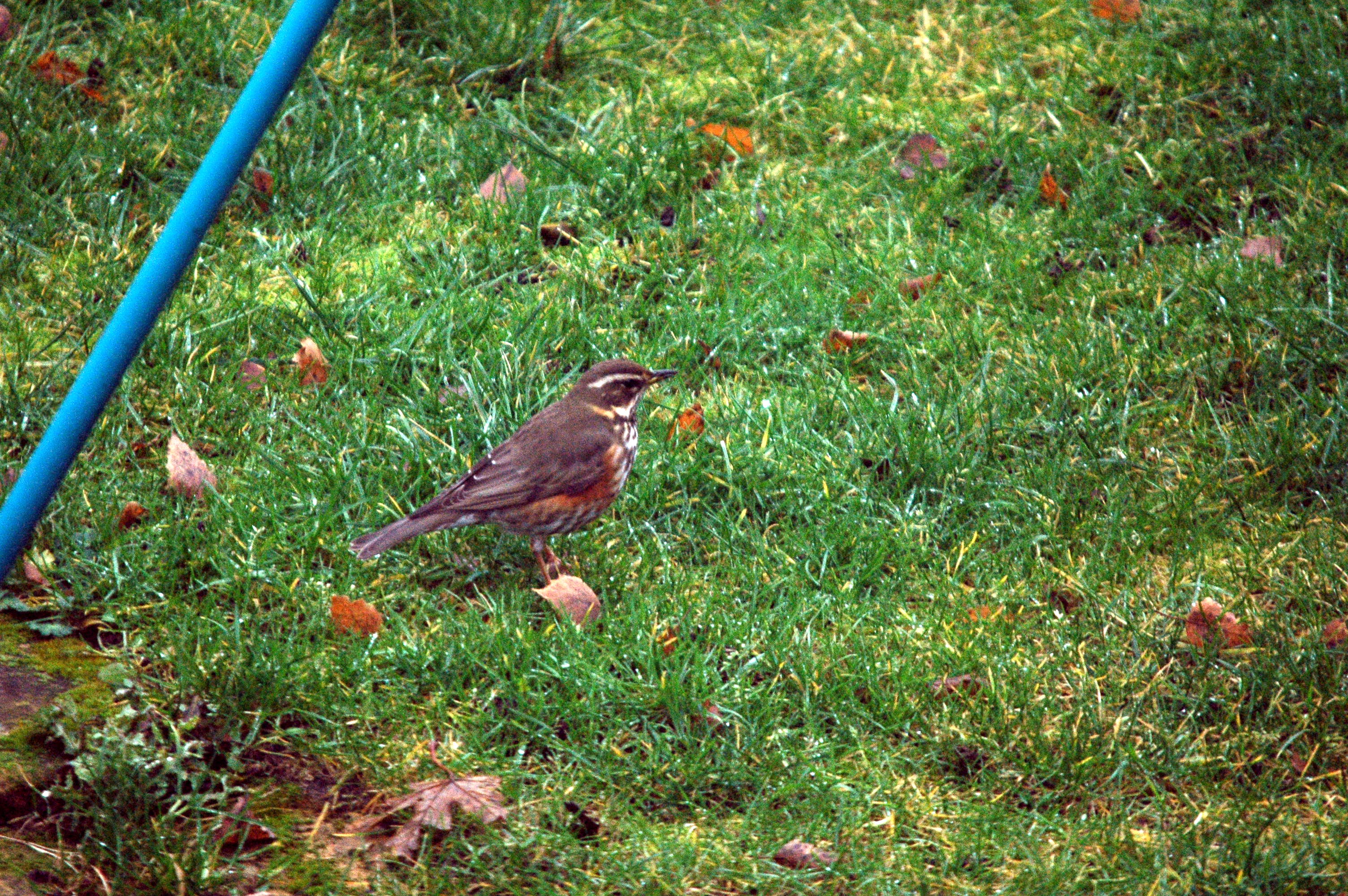 photos/wildlife/Bird_Species/146-Thrushes/6138-Redwing/dsc_1632.jpg
