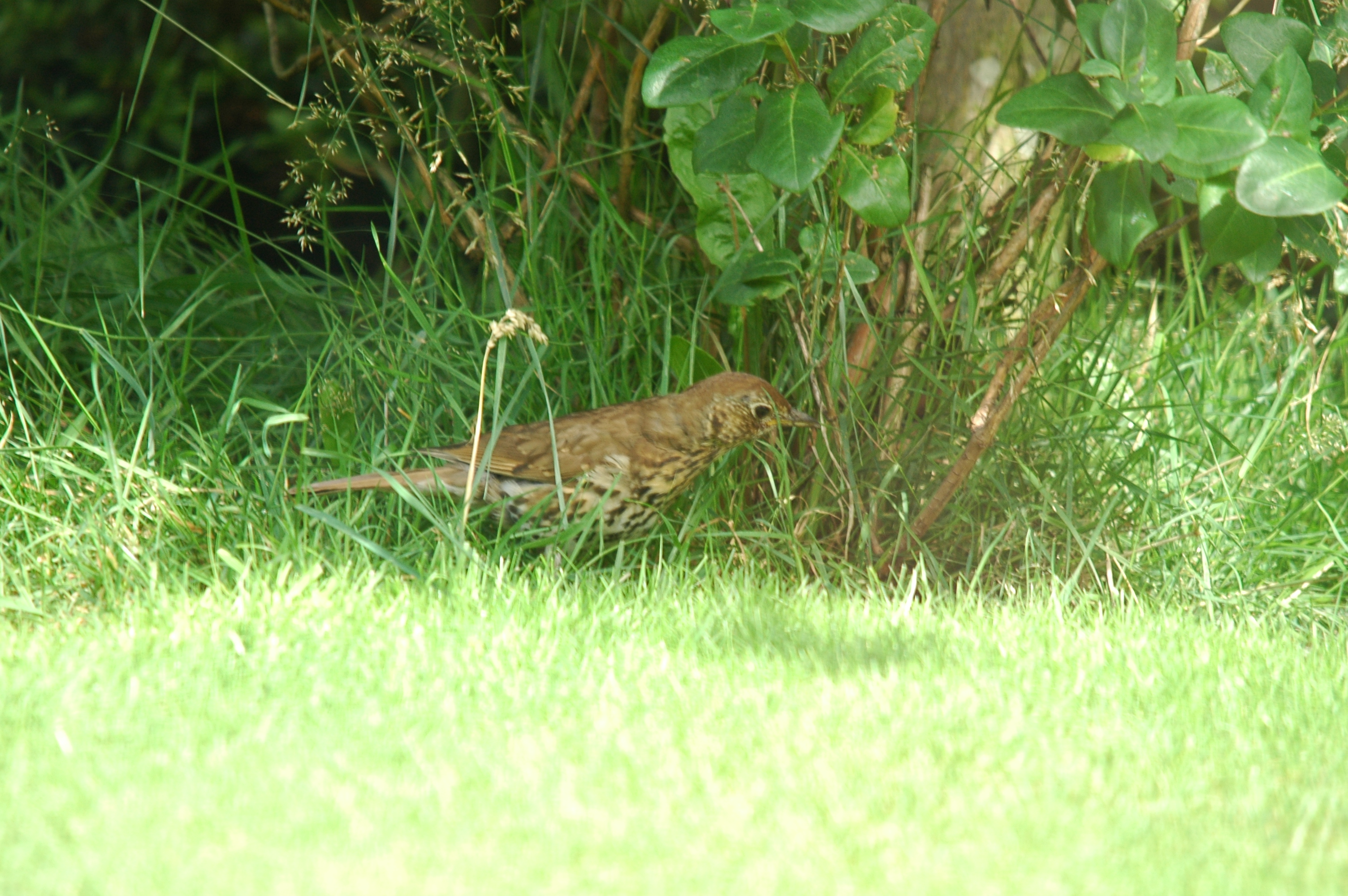 photos/wildlife/Bird_Species/146-Thrushes/6139-Song_Thrush/20090719-Burscough-02.jpg