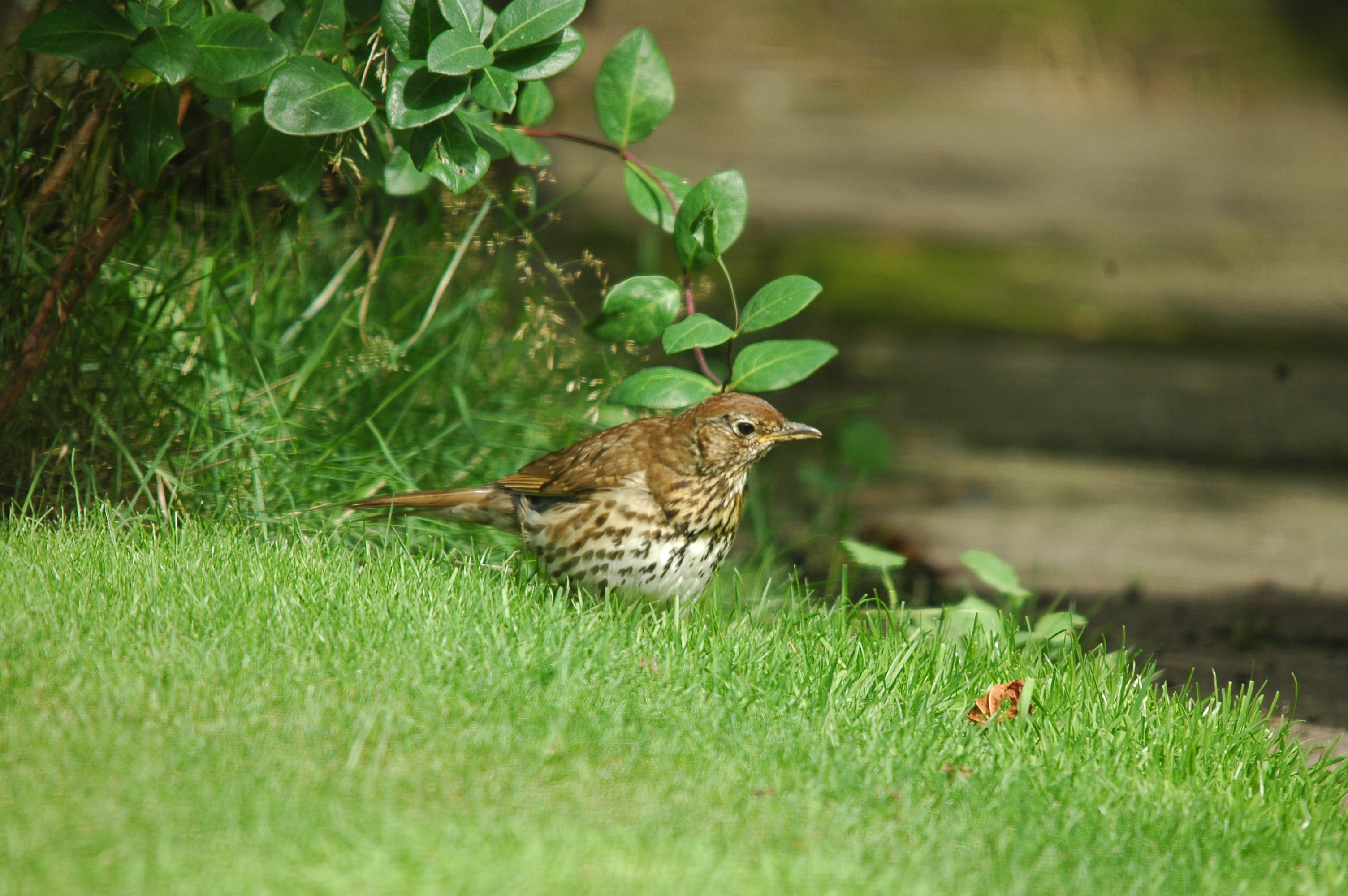 photos/wildlife/Bird_Species/146-Thrushes/6139-Song_Thrush/20090719-Burscough-03.jpg