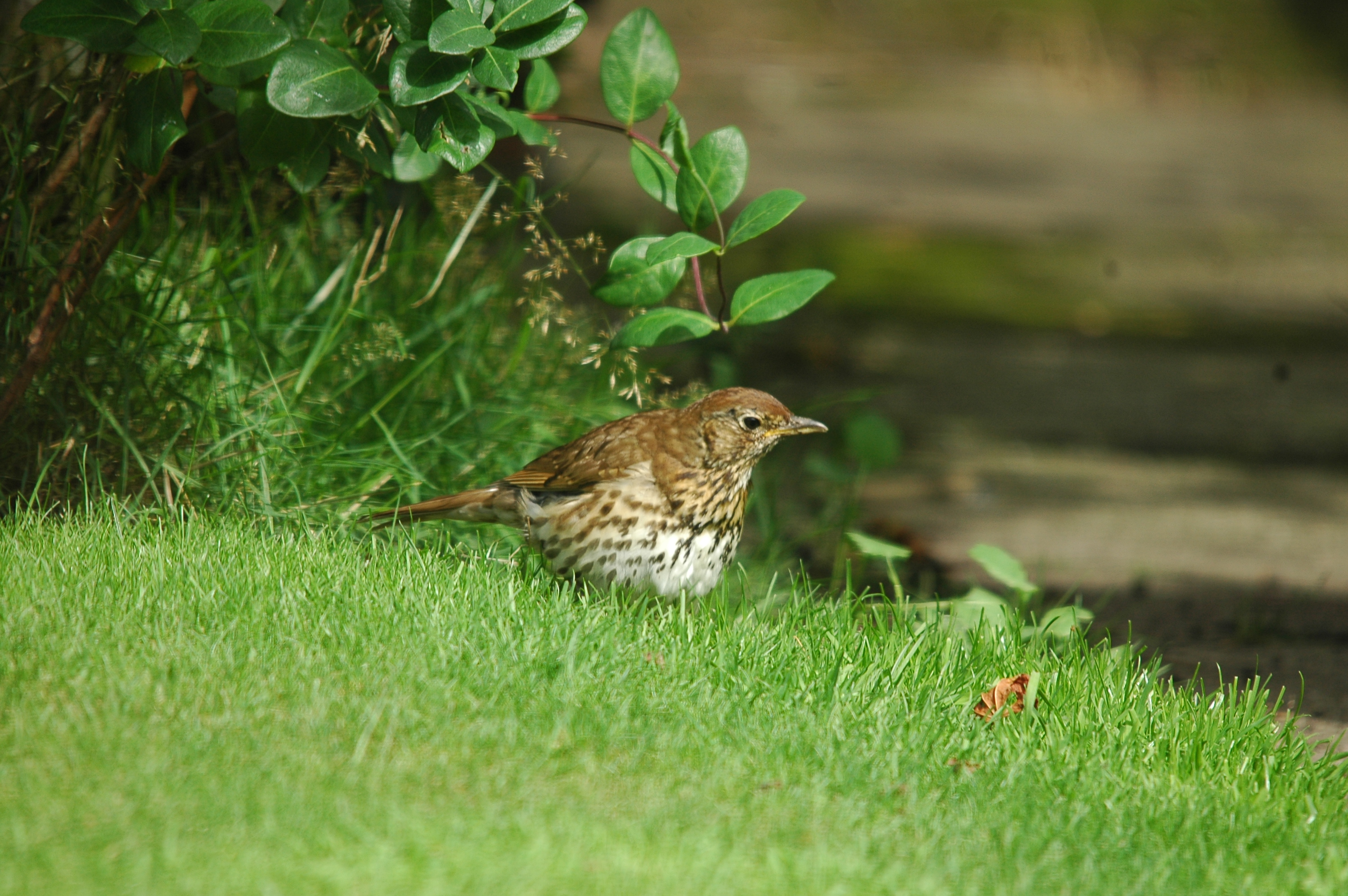 photos/wildlife/Bird_Species/146-Thrushes/6139-Song_Thrush/20090719-Burscough-04.jpg