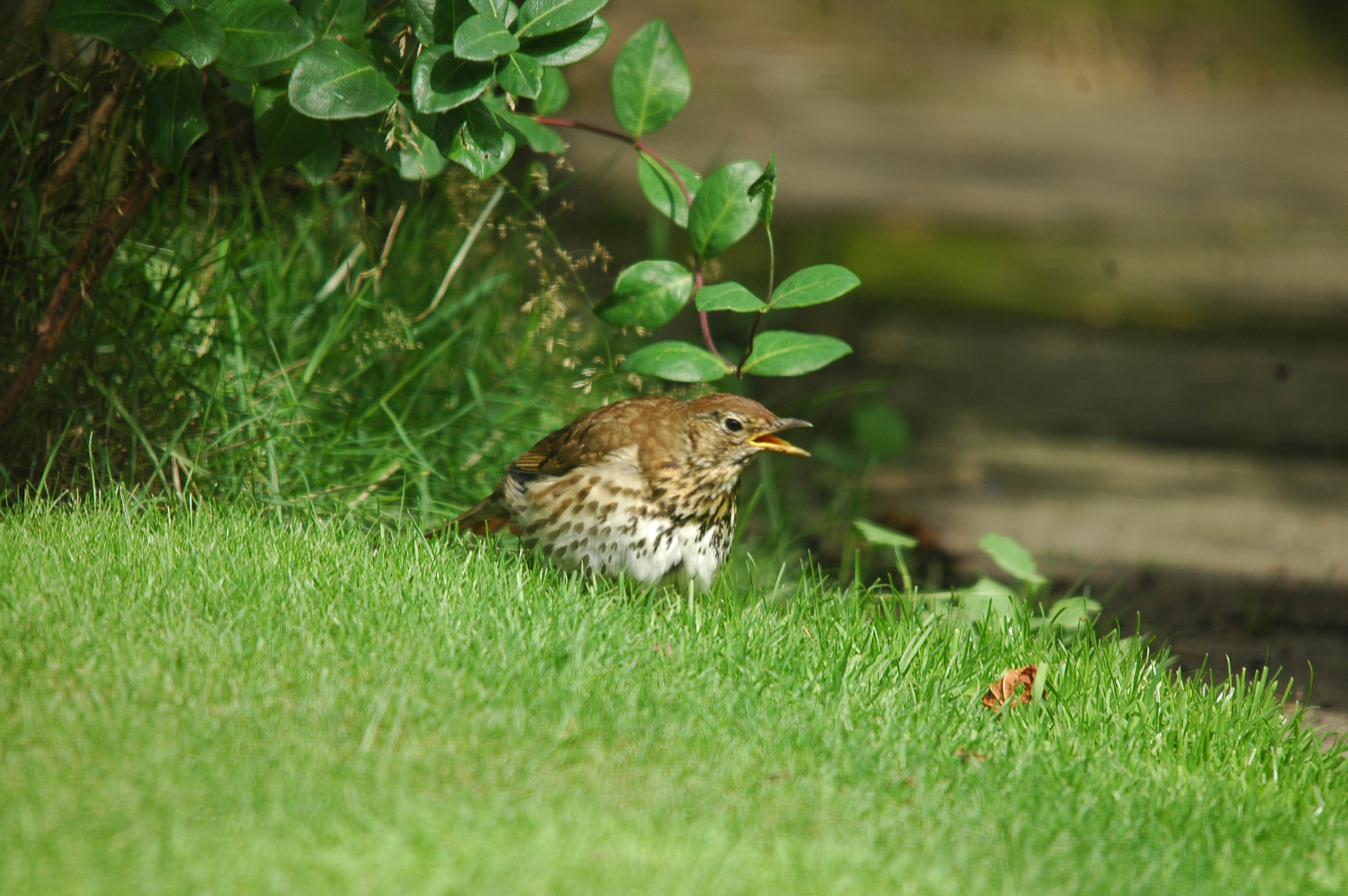 photos/wildlife/Bird_Species/146-Thrushes/6139-Song_Thrush/20090719-Burscough-05.jpg