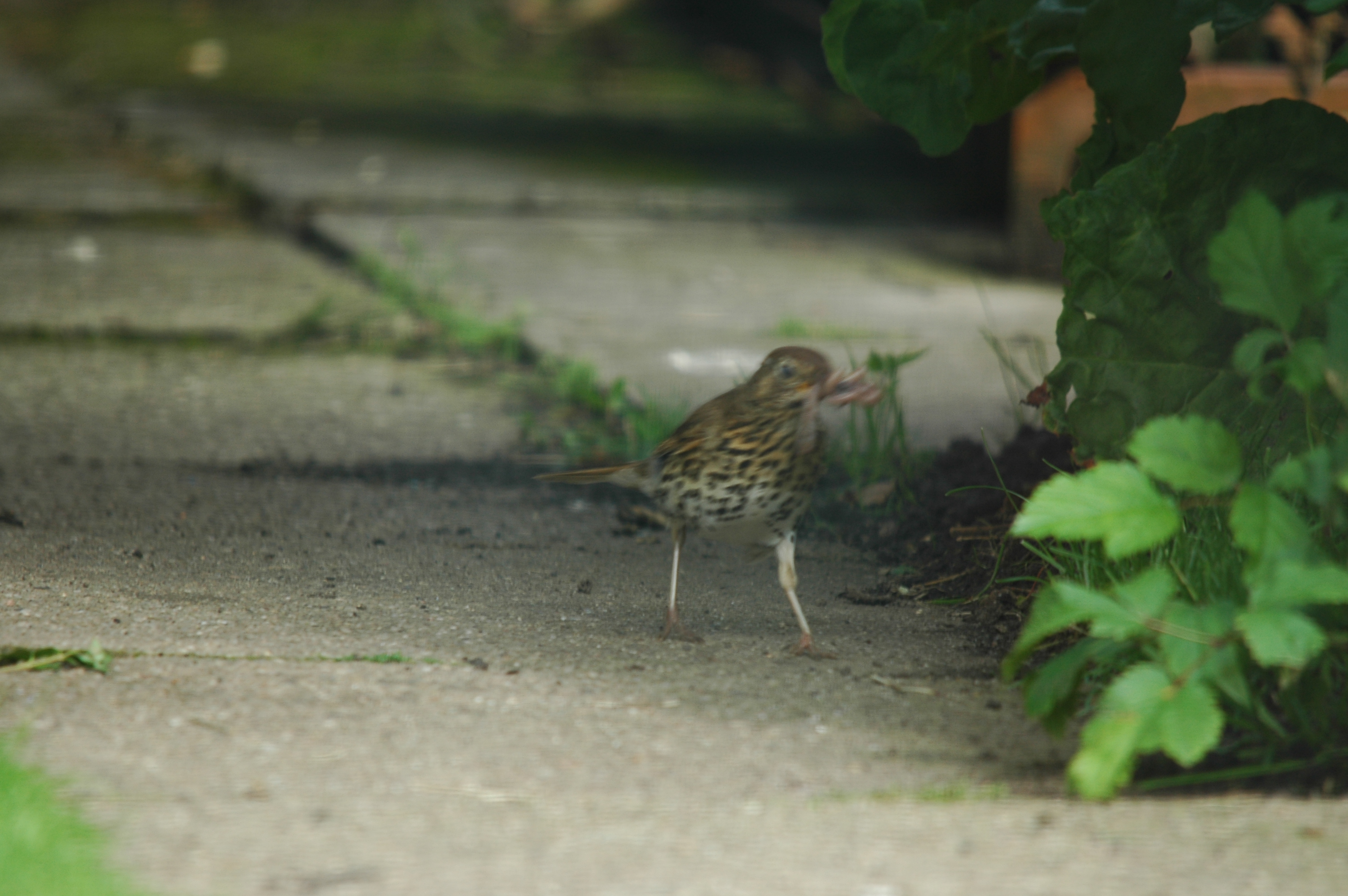 photos/wildlife/Bird_Species/146-Thrushes/6139-Song_Thrush/20090719-Burscough-06.jpg