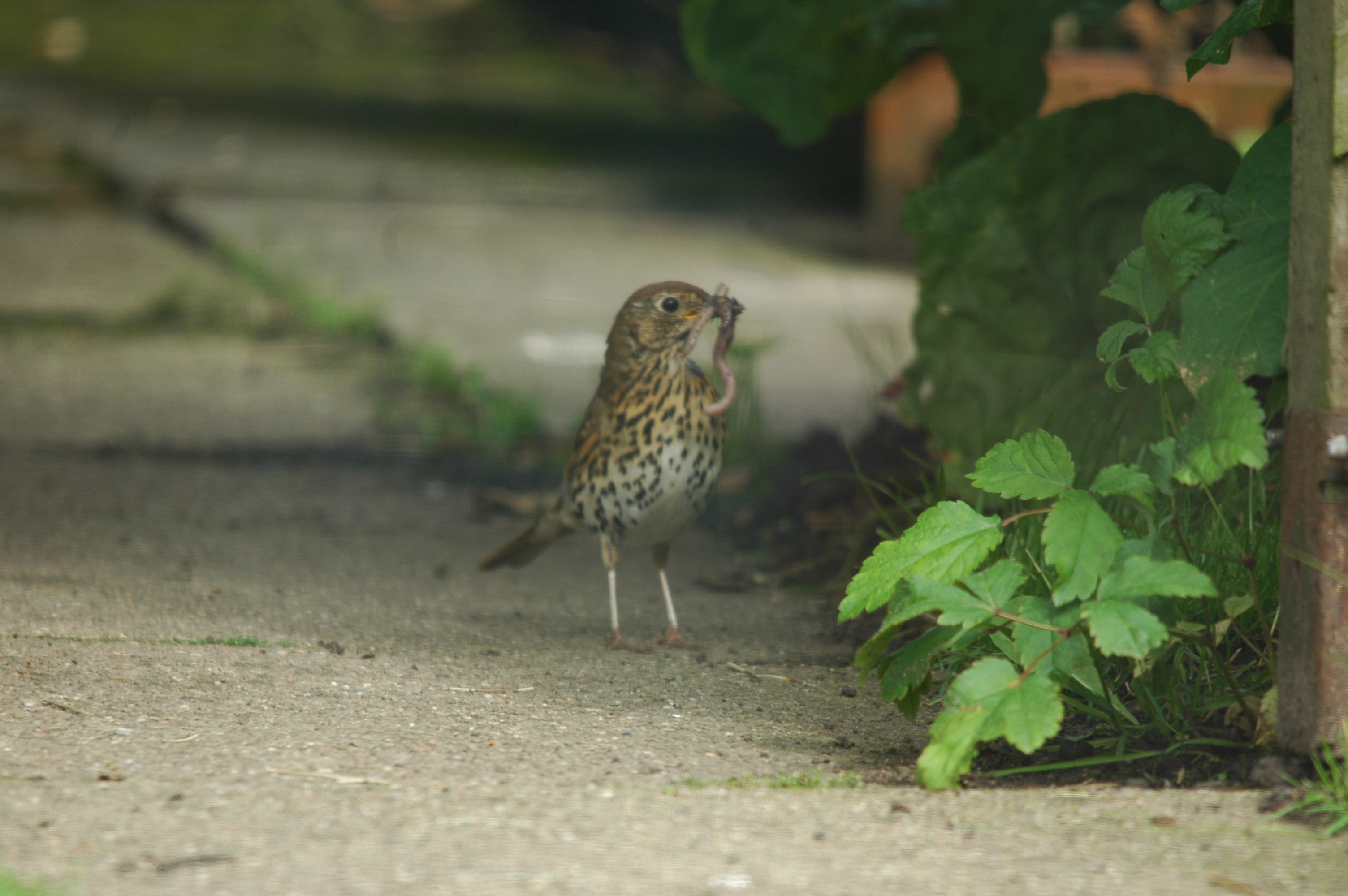 photos/wildlife/Bird_Species/146-Thrushes/6139-Song_Thrush/20090719-Burscough-07.jpg