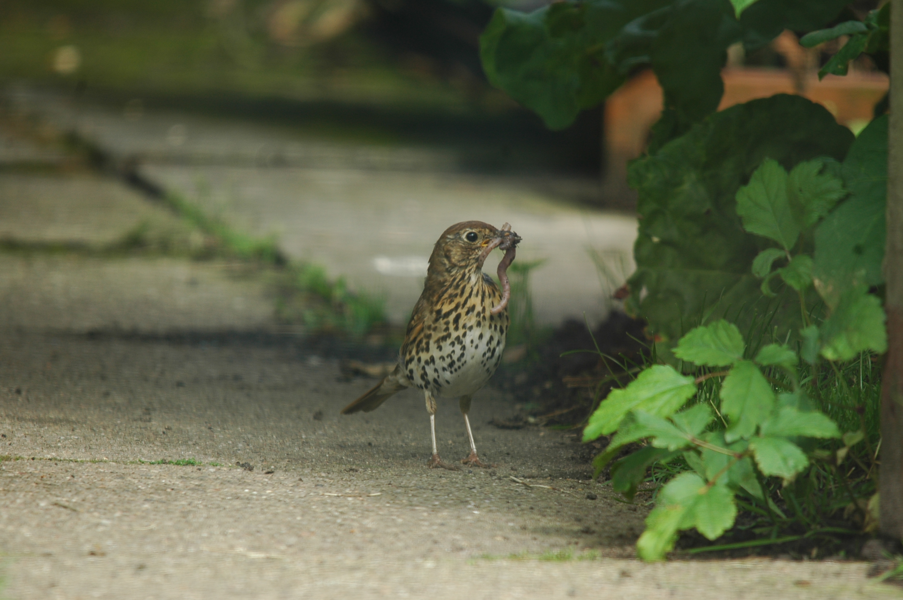 photos/wildlife/Bird_Species/146-Thrushes/6139-Song_Thrush/20090719-Burscough-08.jpg