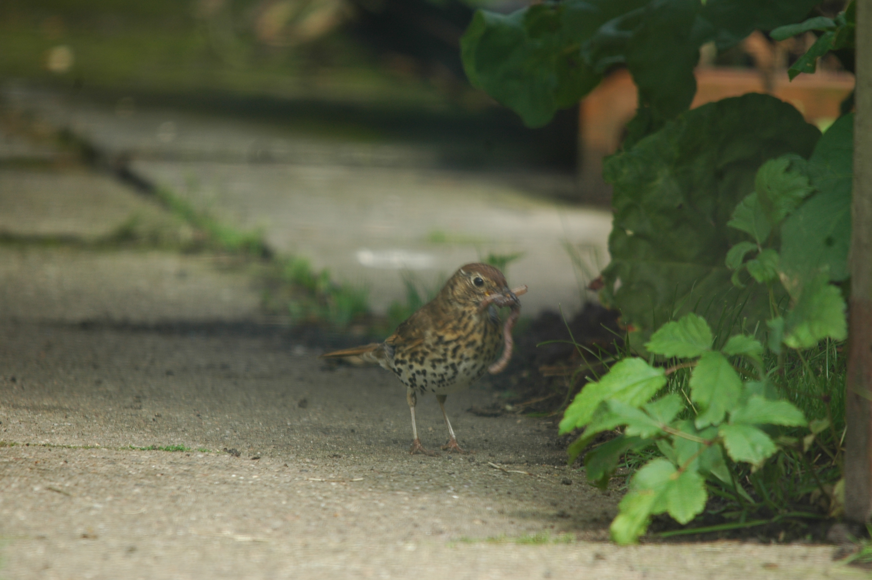 photos/wildlife/Bird_Species/146-Thrushes/6139-Song_Thrush/20090719-Burscough-09.jpg